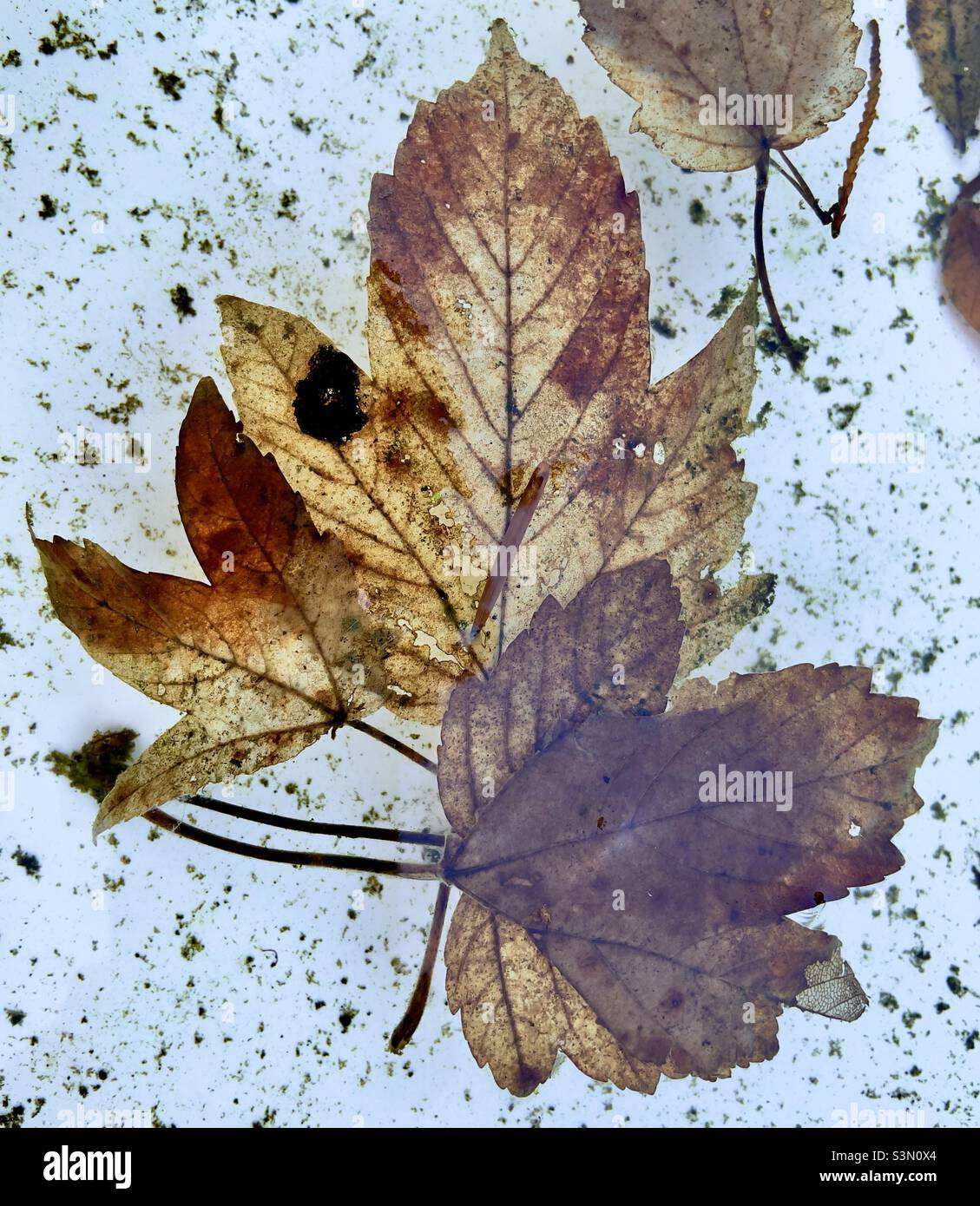 Two dead leaves in a shallow pan of water, decaying and with the veins very prominent, a winter image - Smartphone Captured Stock Image