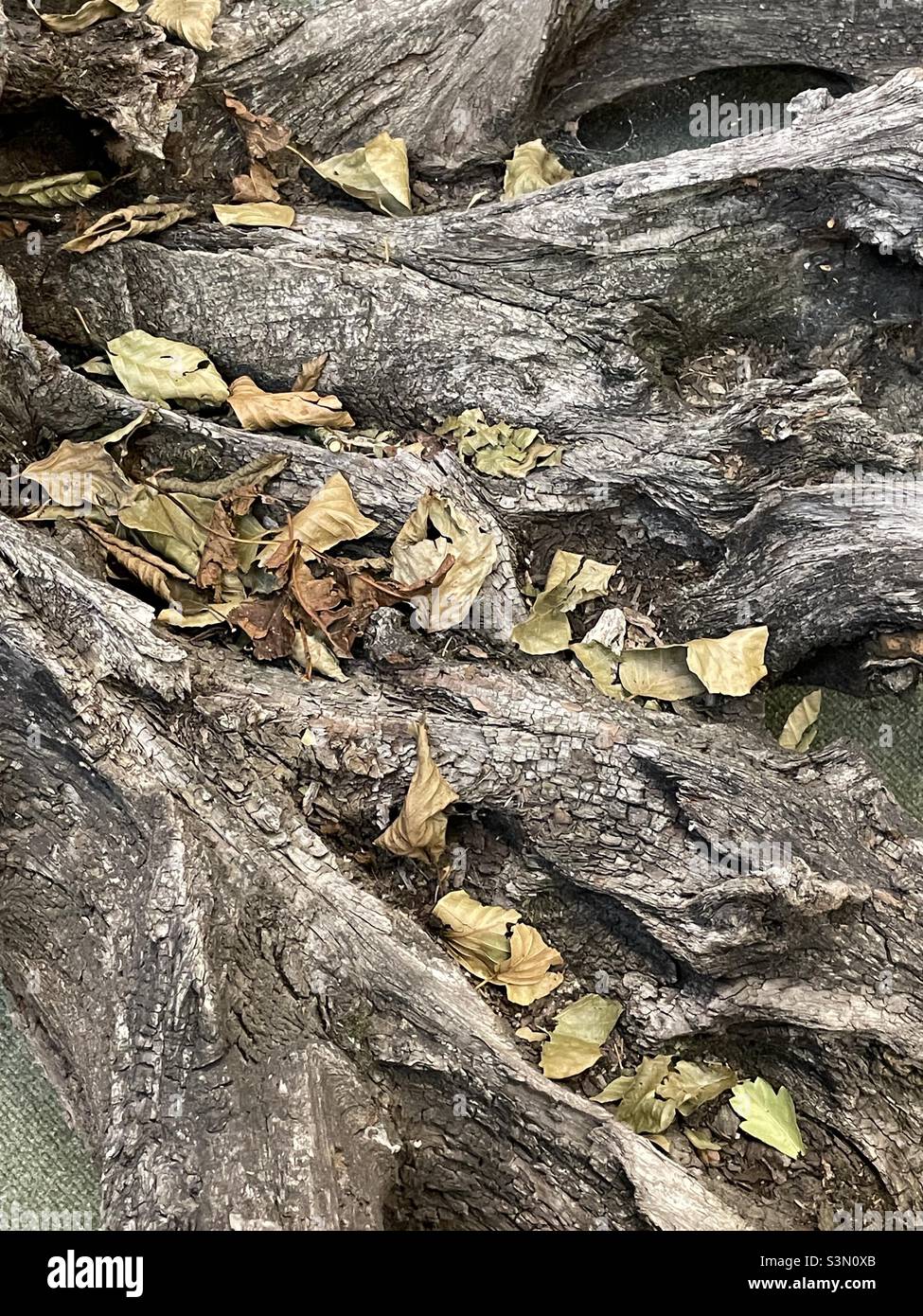 A close-up of an old tree stump, gnarled and scattered with dead leaves, part of a display in a Leicestershire Garden Centre - Smartphone Captured Stock Image
