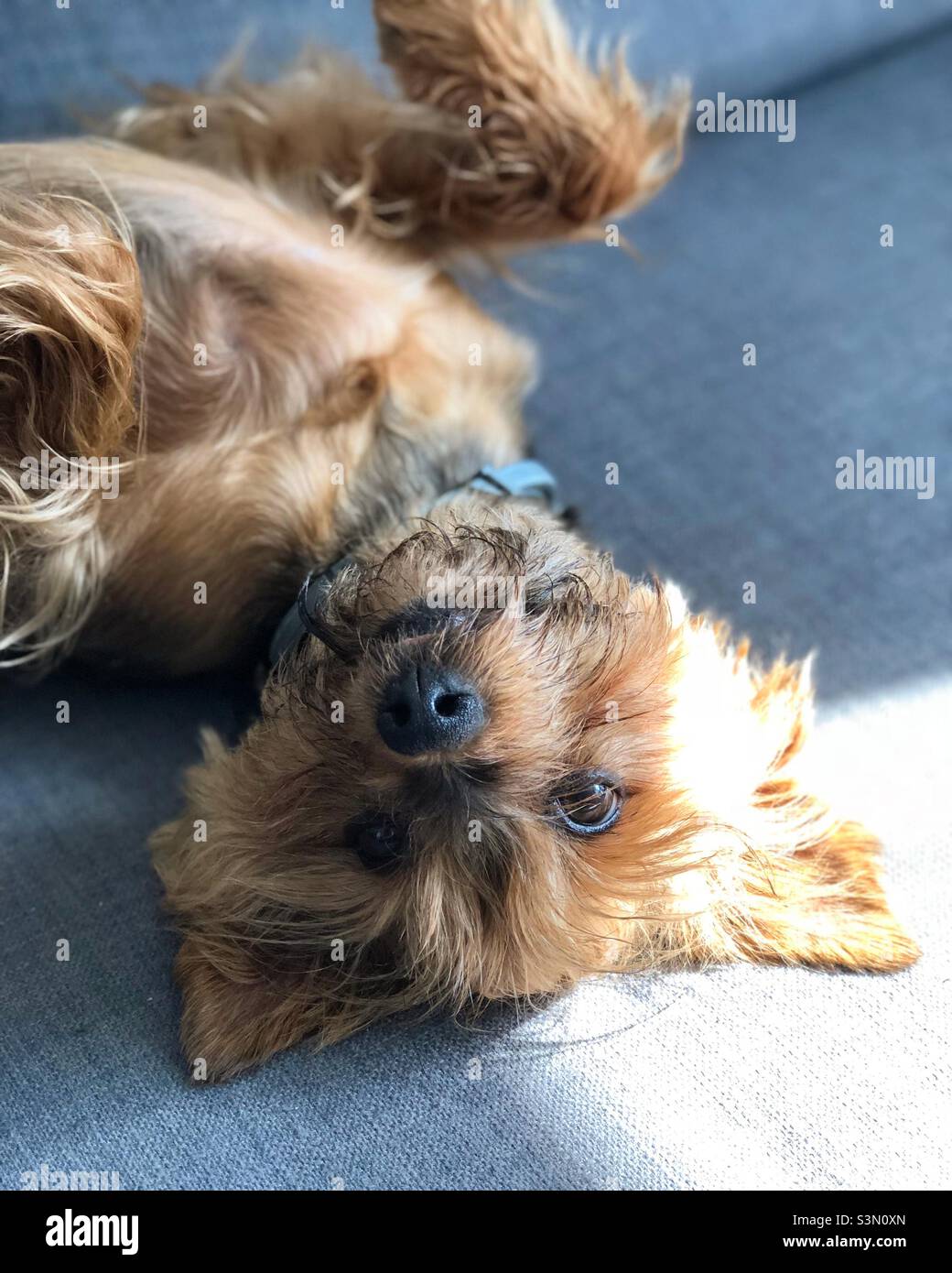 The Yorkshire Terrier dog lies on its back and looks at the camera - Smartphone Captured Stock Image