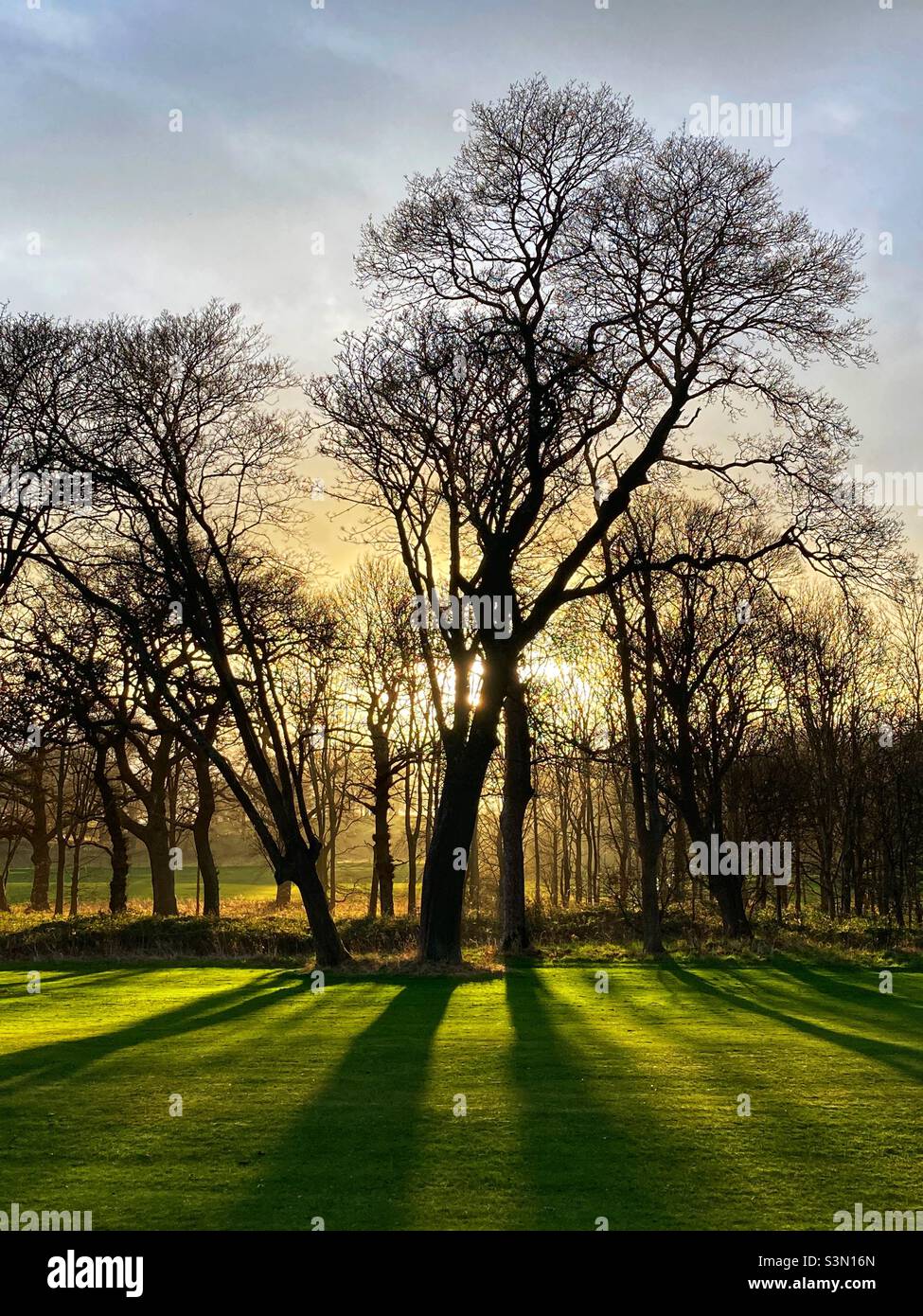Low winter sun filtering through the trees approaching sunset - Smartphone Captured Stock Image