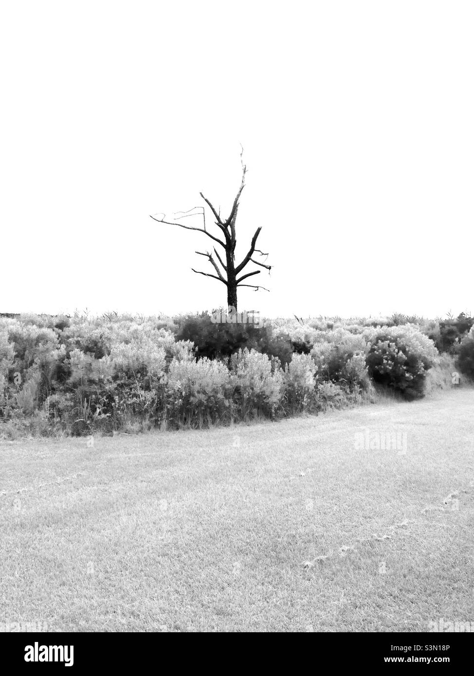 I captured this solitary tree near the Bodie Lighthouse in the Outer Banks, N.C., USA. - Smartphone Captured Stock Image