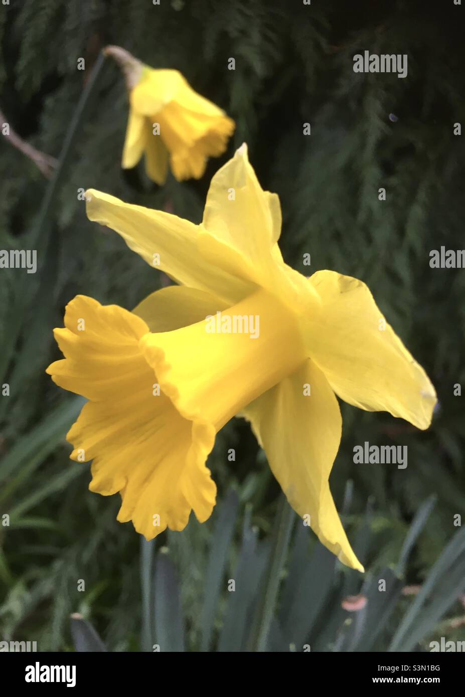 Daffodils, yellow, gold, spring, green, nature, flowers, uplift Stock Photo