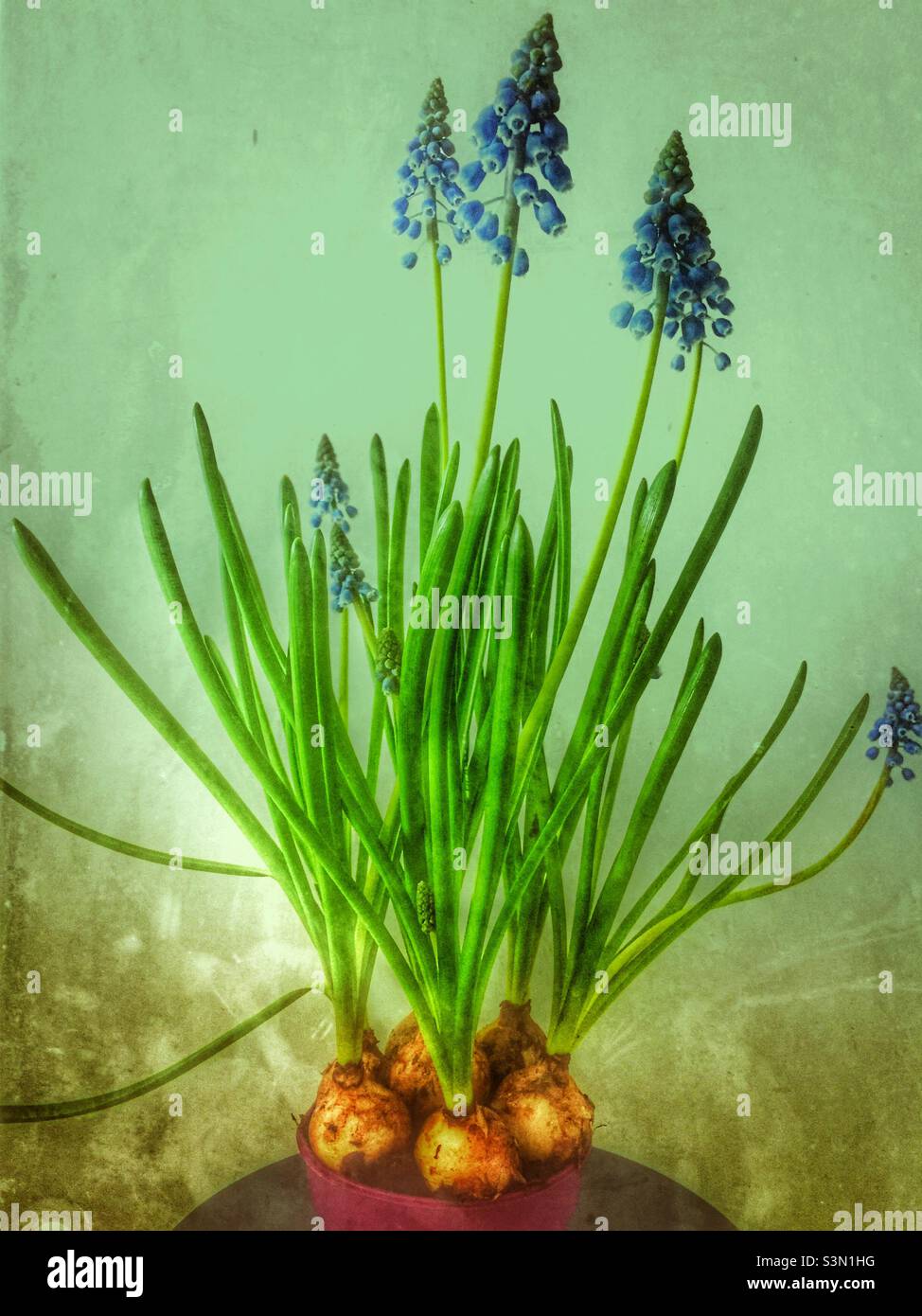 Muscari plant - Smartphone Captured Stock Image