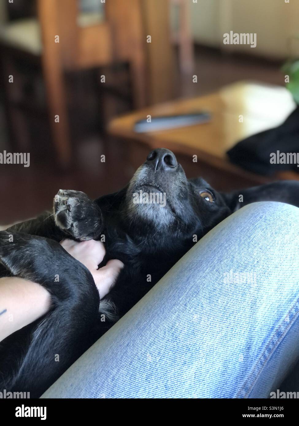 Pets lover hi-res stock photography and images - Alamy