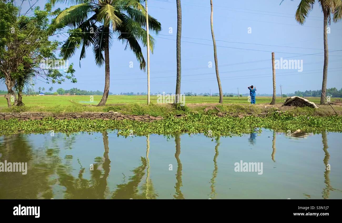 Somewhere green in the backwaters.. Stock Photo