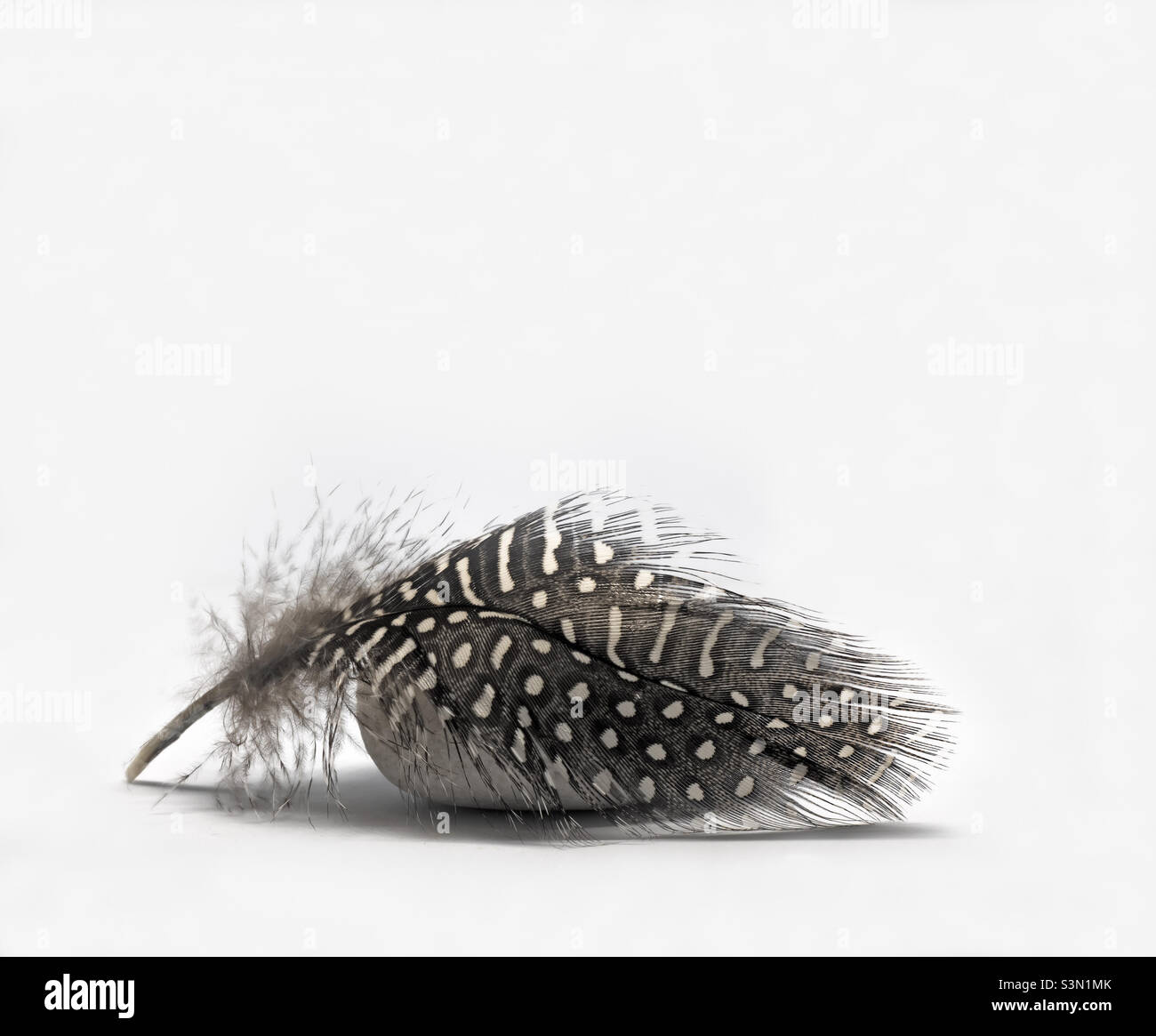 A black and white patterned feather rests against a white pebble on a white background - Smartphone Captured Stock Image