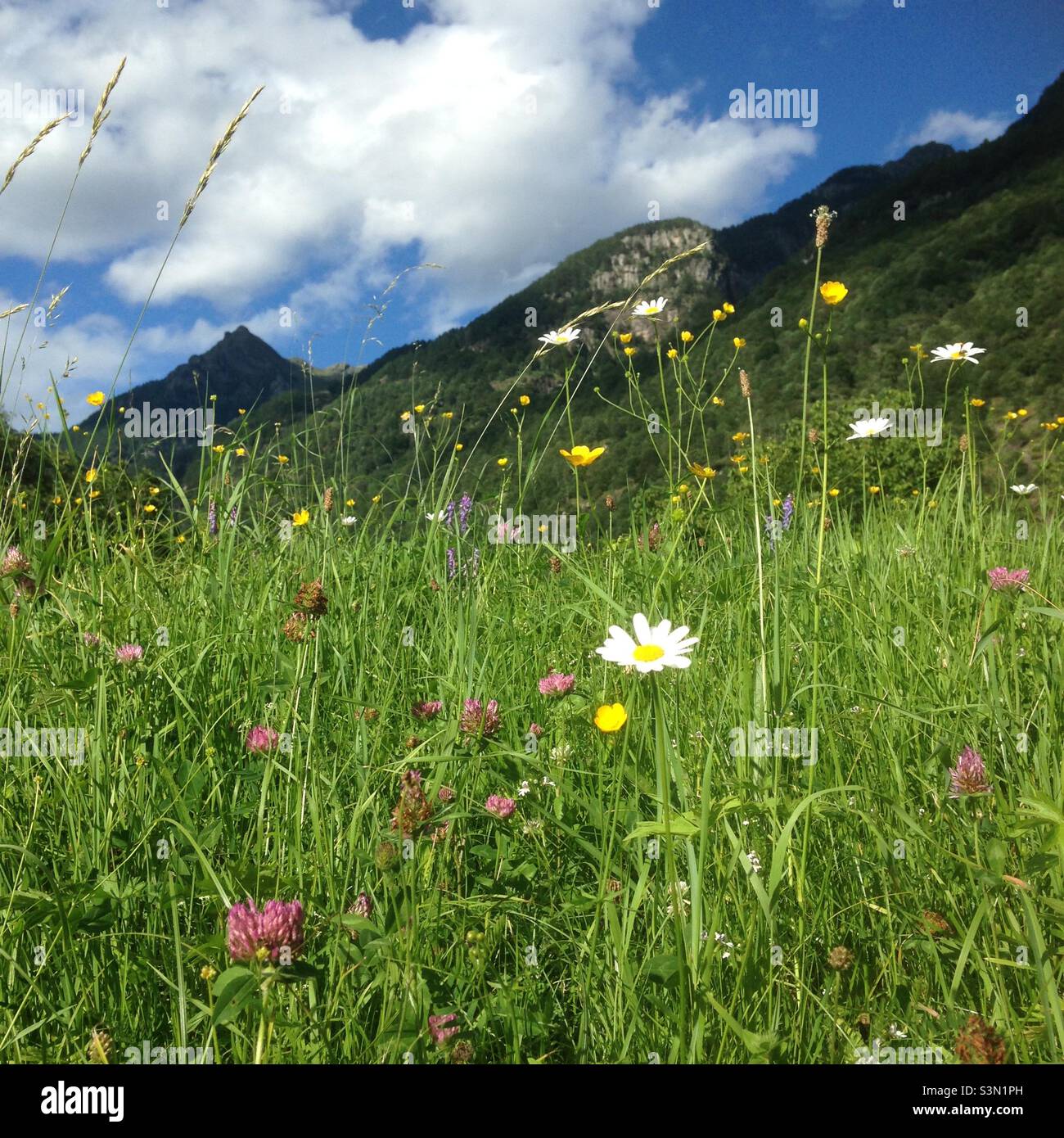 Wild flowers with mountains in the background Stock Photo - Alamy