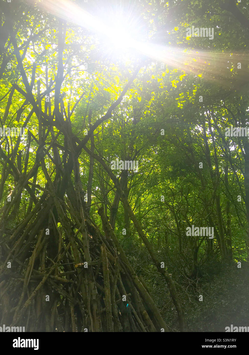 Sunshine though the forest canopy - Smartphone Captured Stock Image