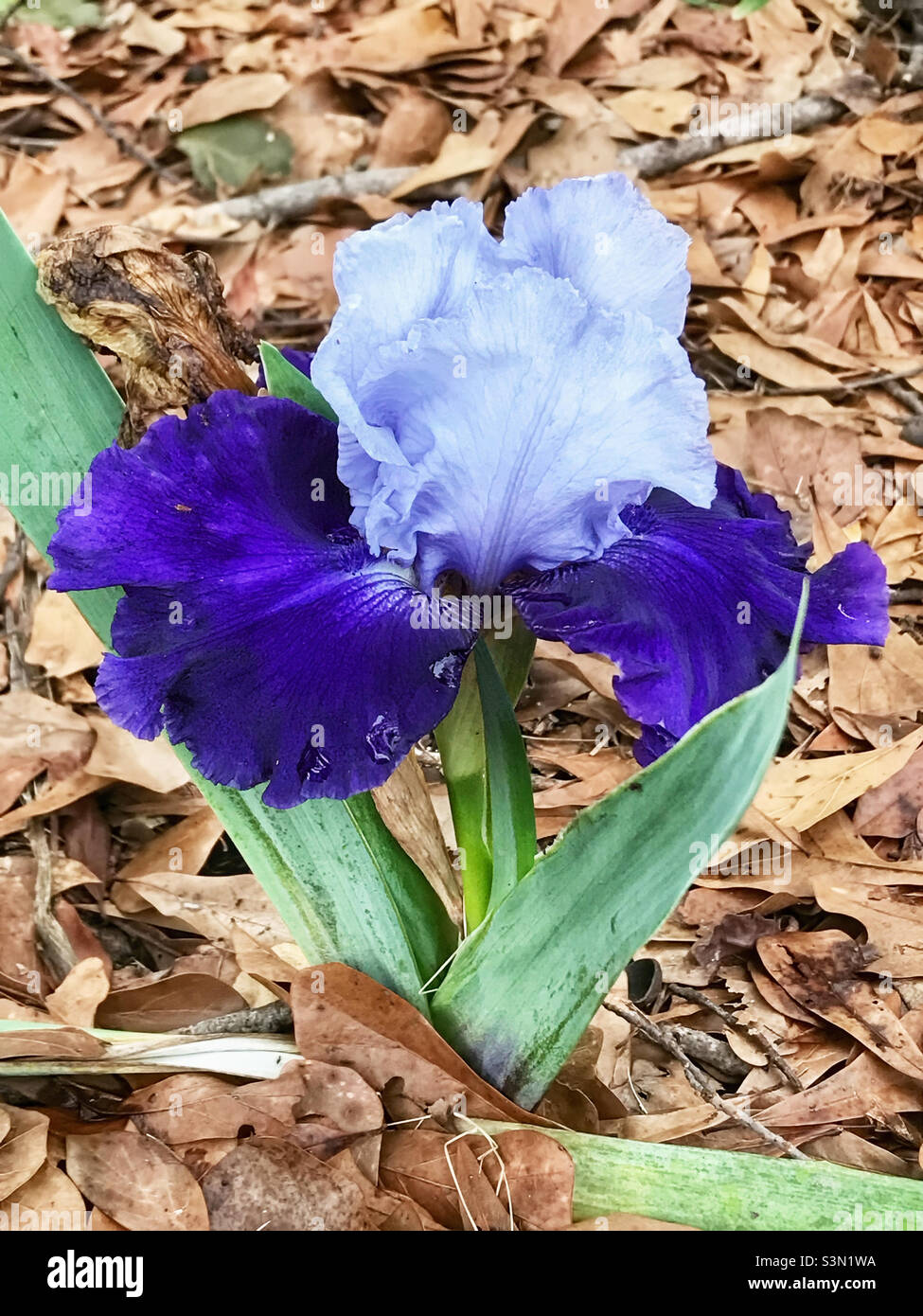 Dwarf blue and purple colored bearded Iris flower. Stock Photo
