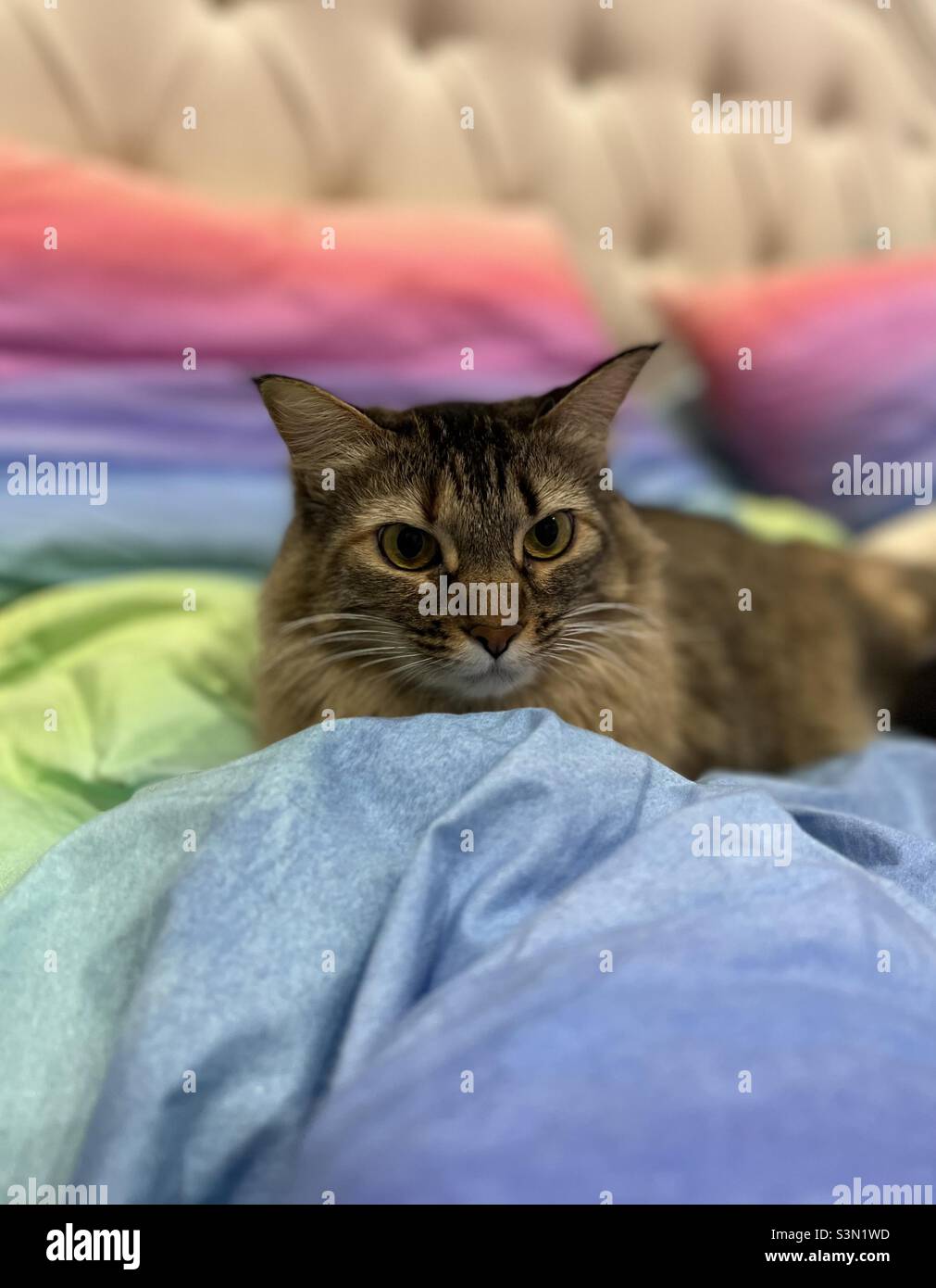 Cat with rainbow blankets Stock Photo