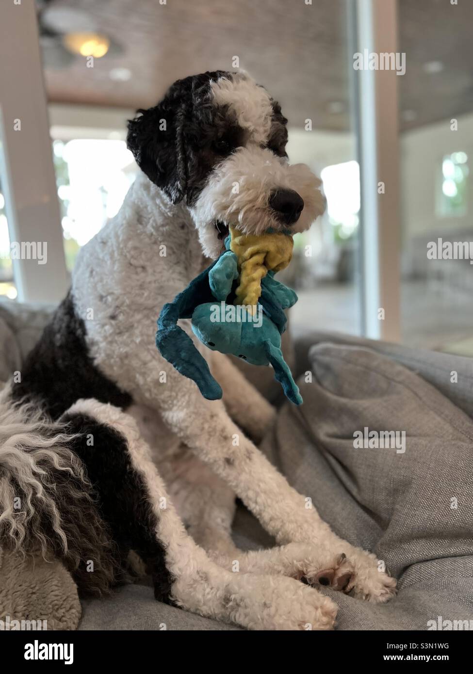 Large dog with toy in his mouth Stock Photo Alamy