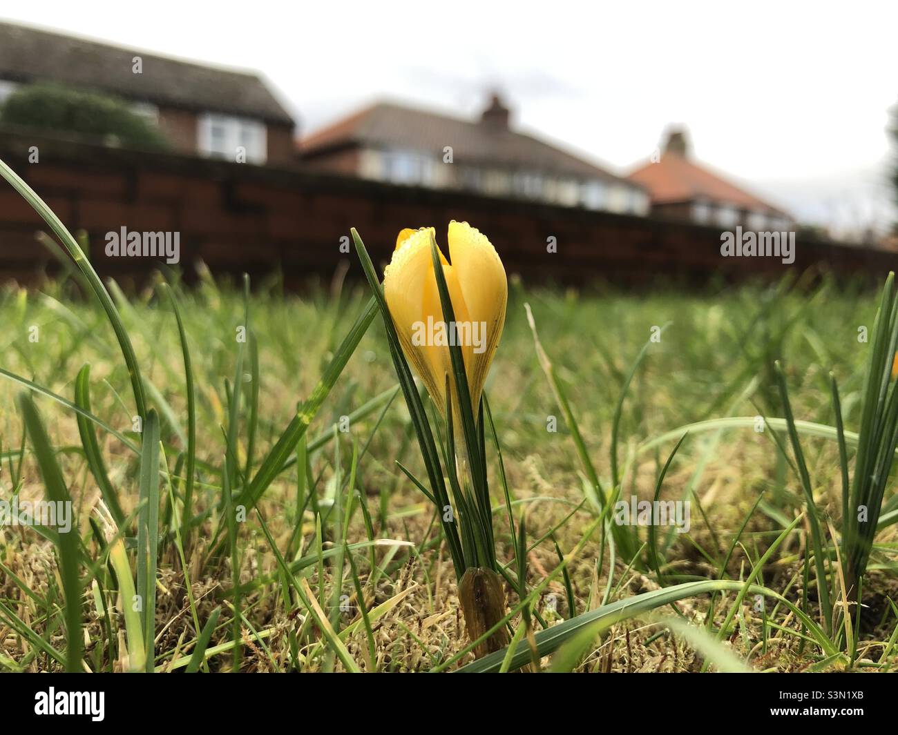 Yellow crocus in flower in an urban front garden in January, England, United Kingdom - Smartphone Captured Stock Image