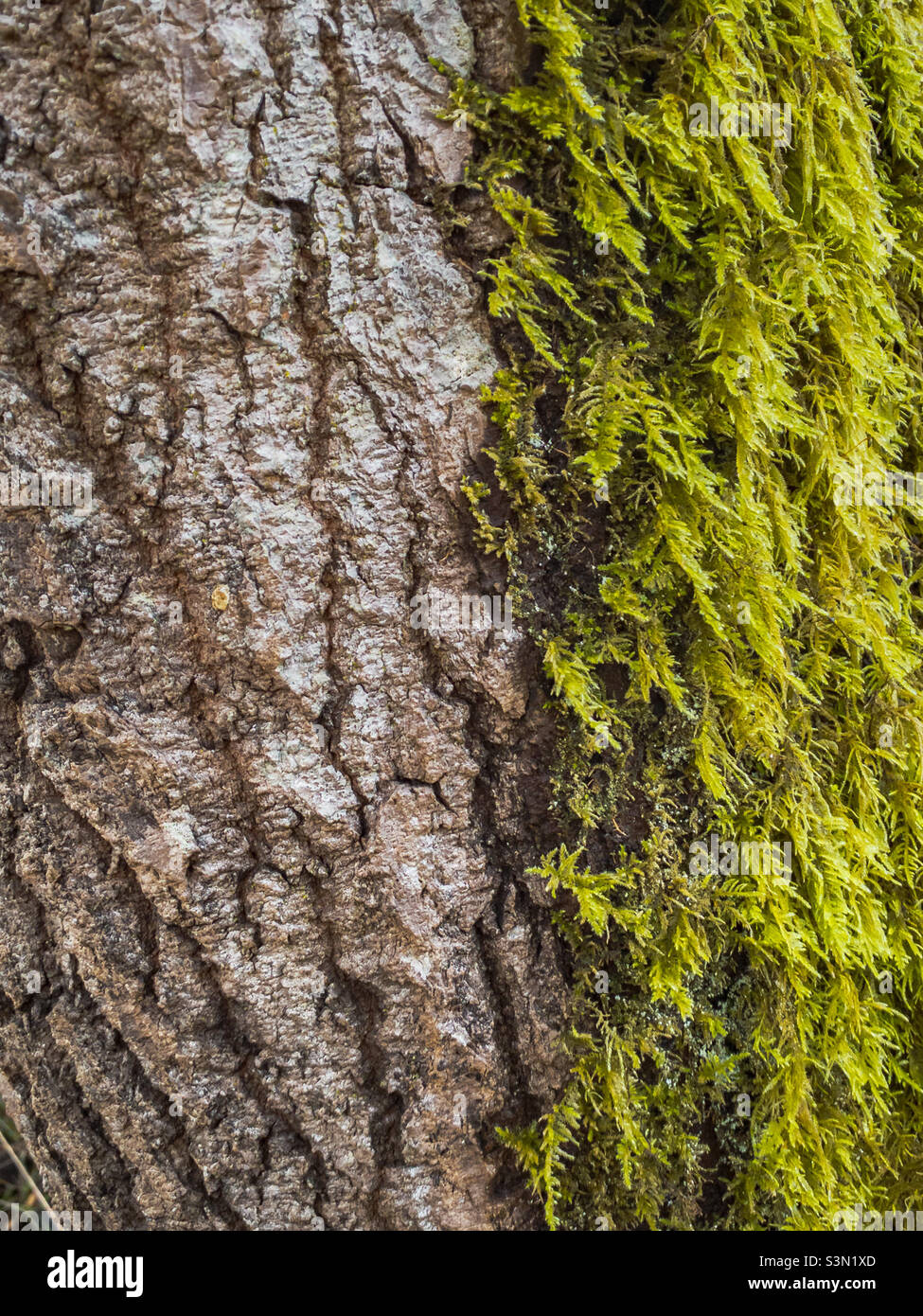 Close-up detail of the rough textured bark of a fir tree and the soft, thick moss growing on one side of it. - Smartphone Captured Stock Image