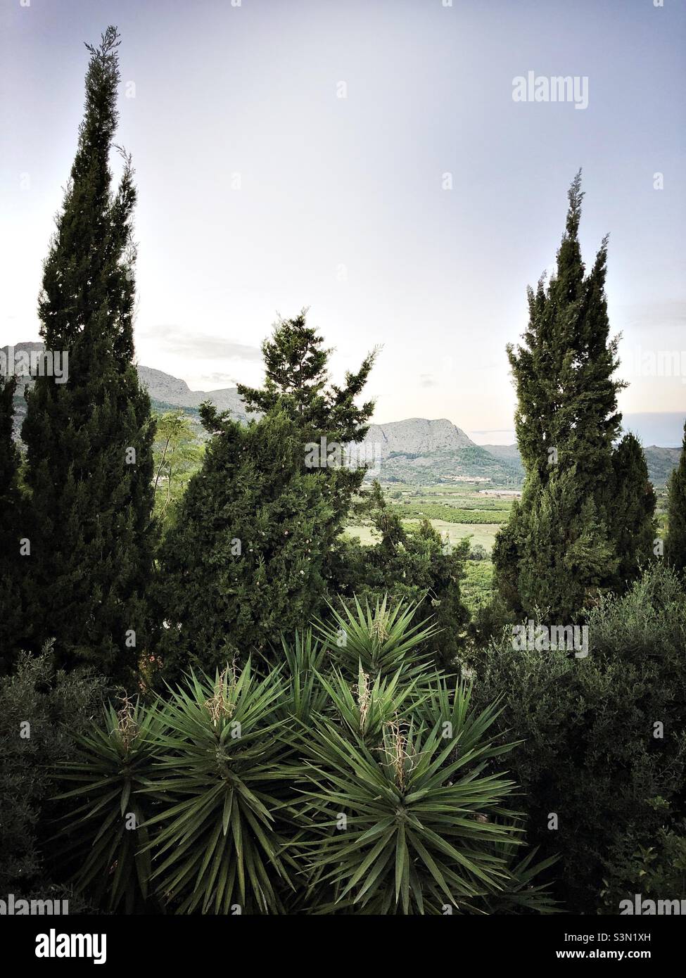 Trees in a garden with a mountain background near Orba, Spain - Smartphone Captured Stock Image