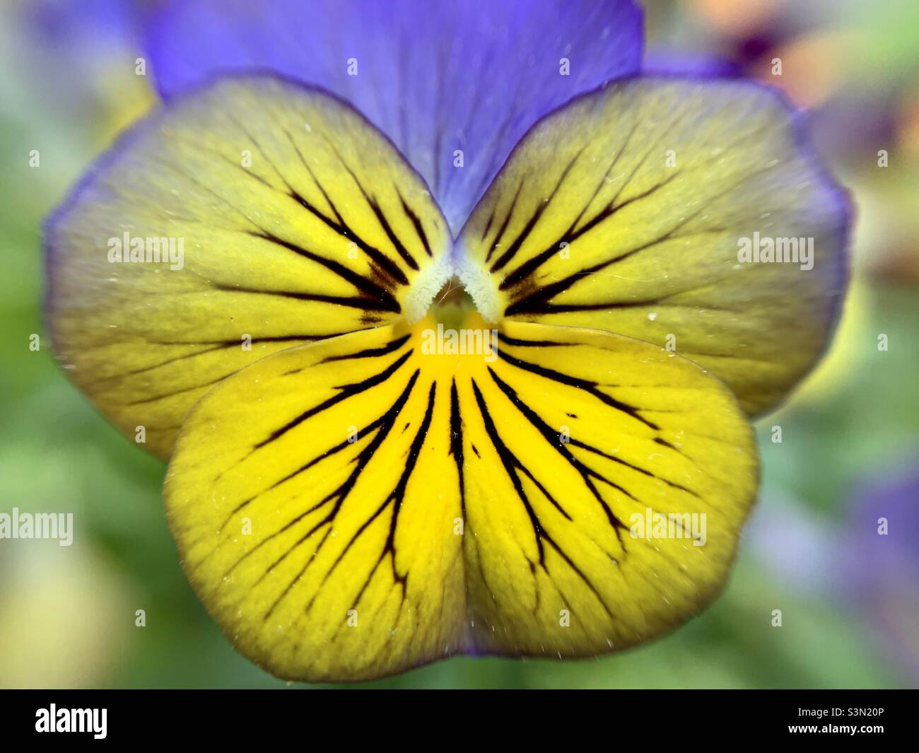Portrait of Horned pansy - Smartphone Captured Stock Image