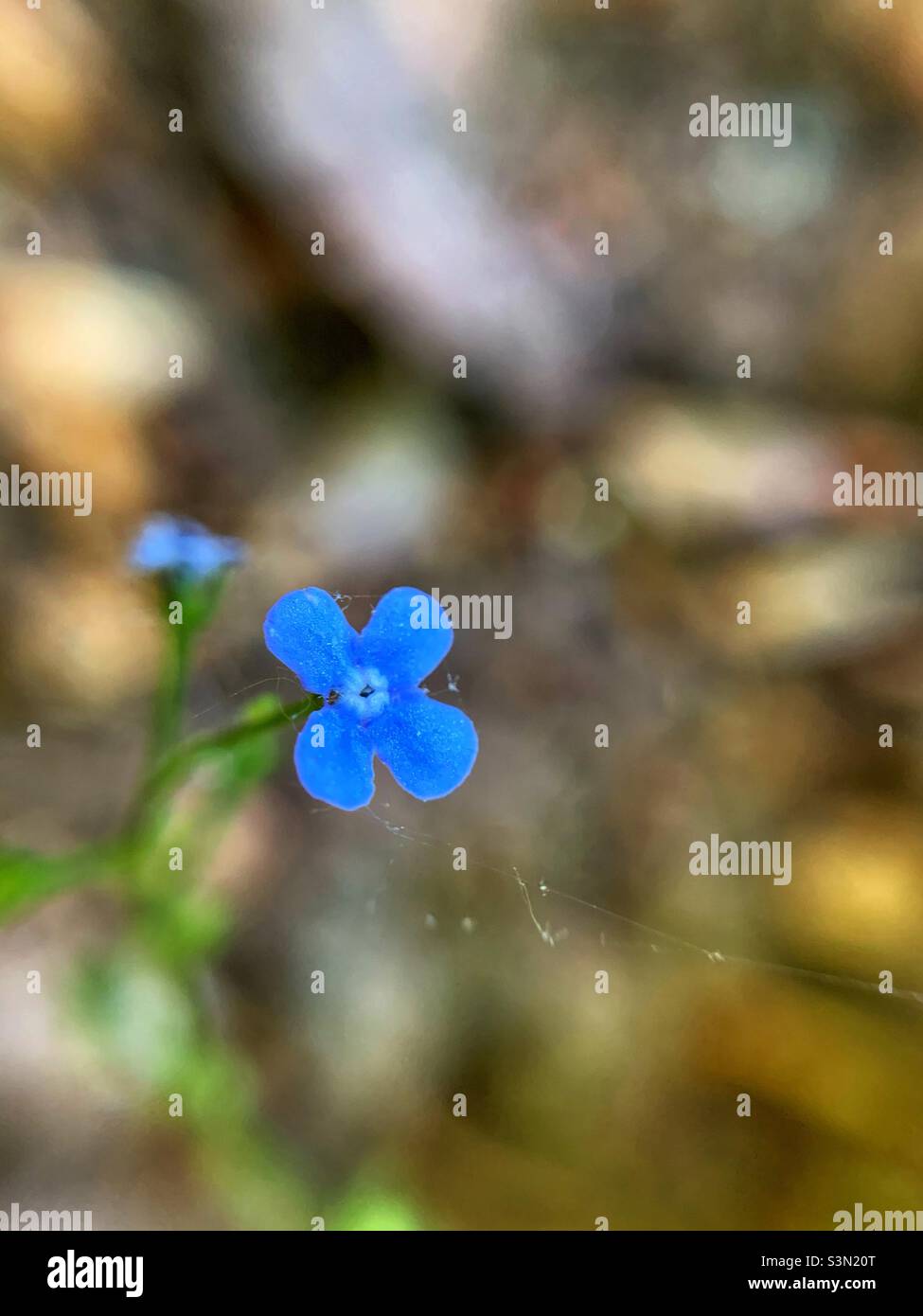 Macro shot of Siberian bugloss. - Smartphone Captured Stock Image