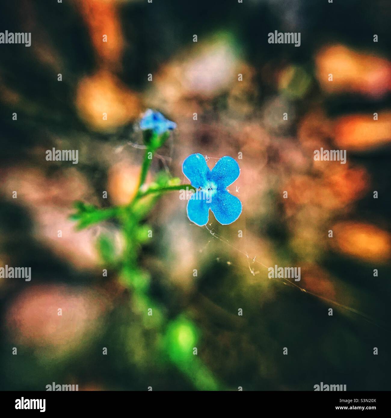 Macro photo of Siberian bugloss - Smartphone Captured Stock Image