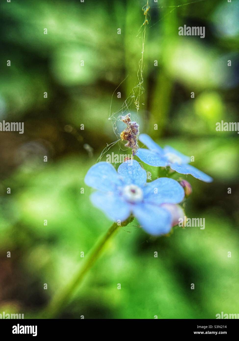 Macro shot of Siberian bugloss and spiders net. - Smartphone Captured Stock Image