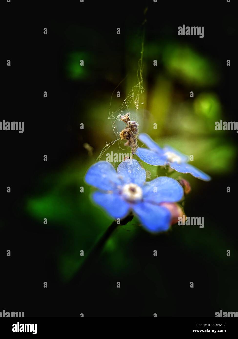 Beautiful flower blossoms of Siberian bugloss. Shot in macro using copedvic attachment lens. - Smartphone Captured Stock Image