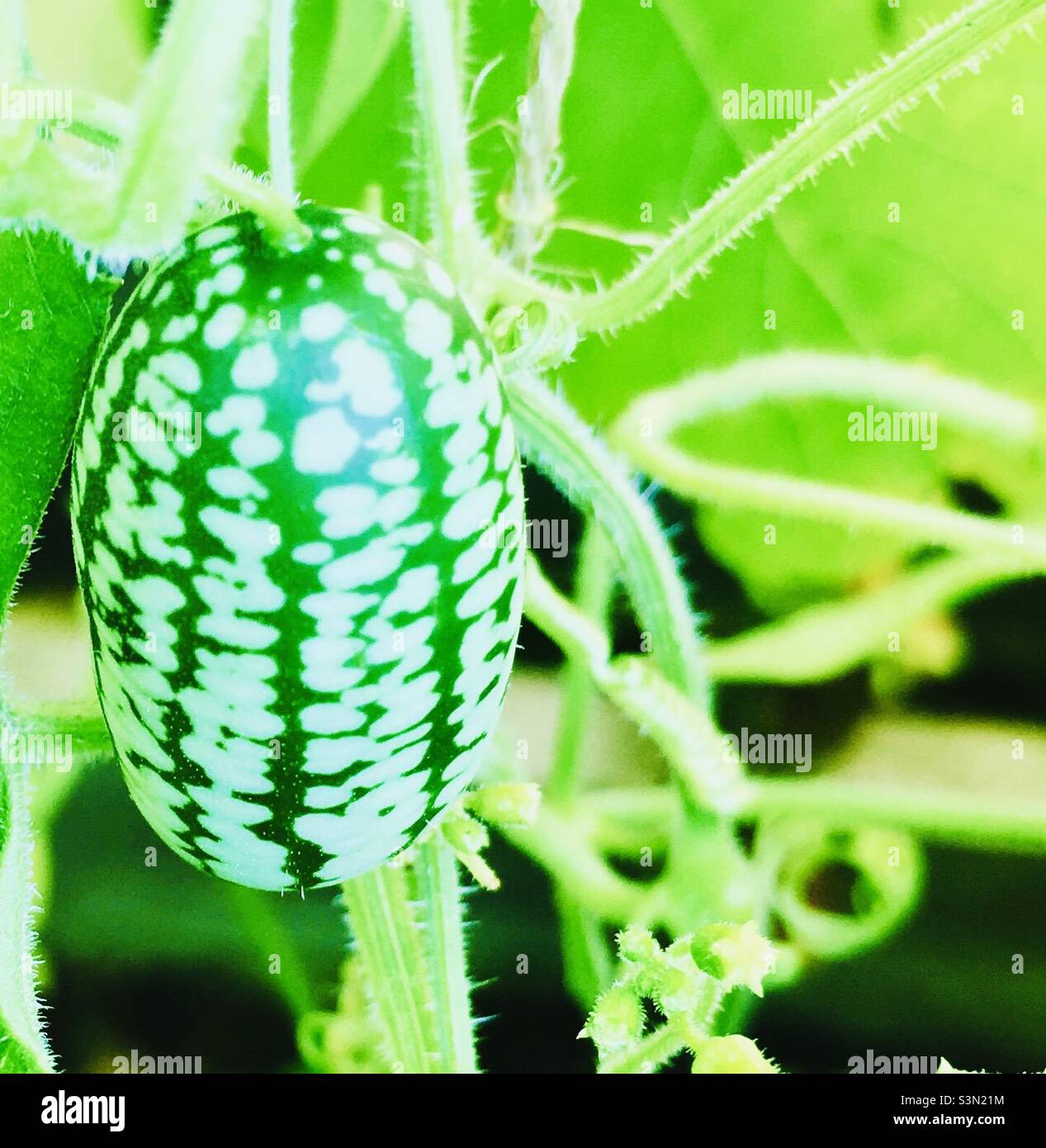 Closeup of a cucamelon growing on the vine in Wales UK Stock Photo
