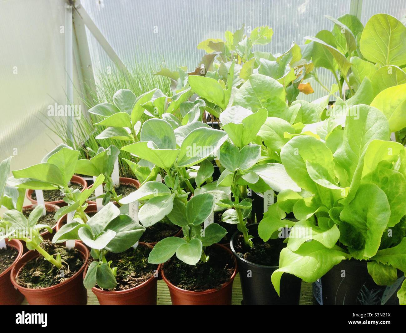 Vegetable plants in a British greenhouse Stock Photo