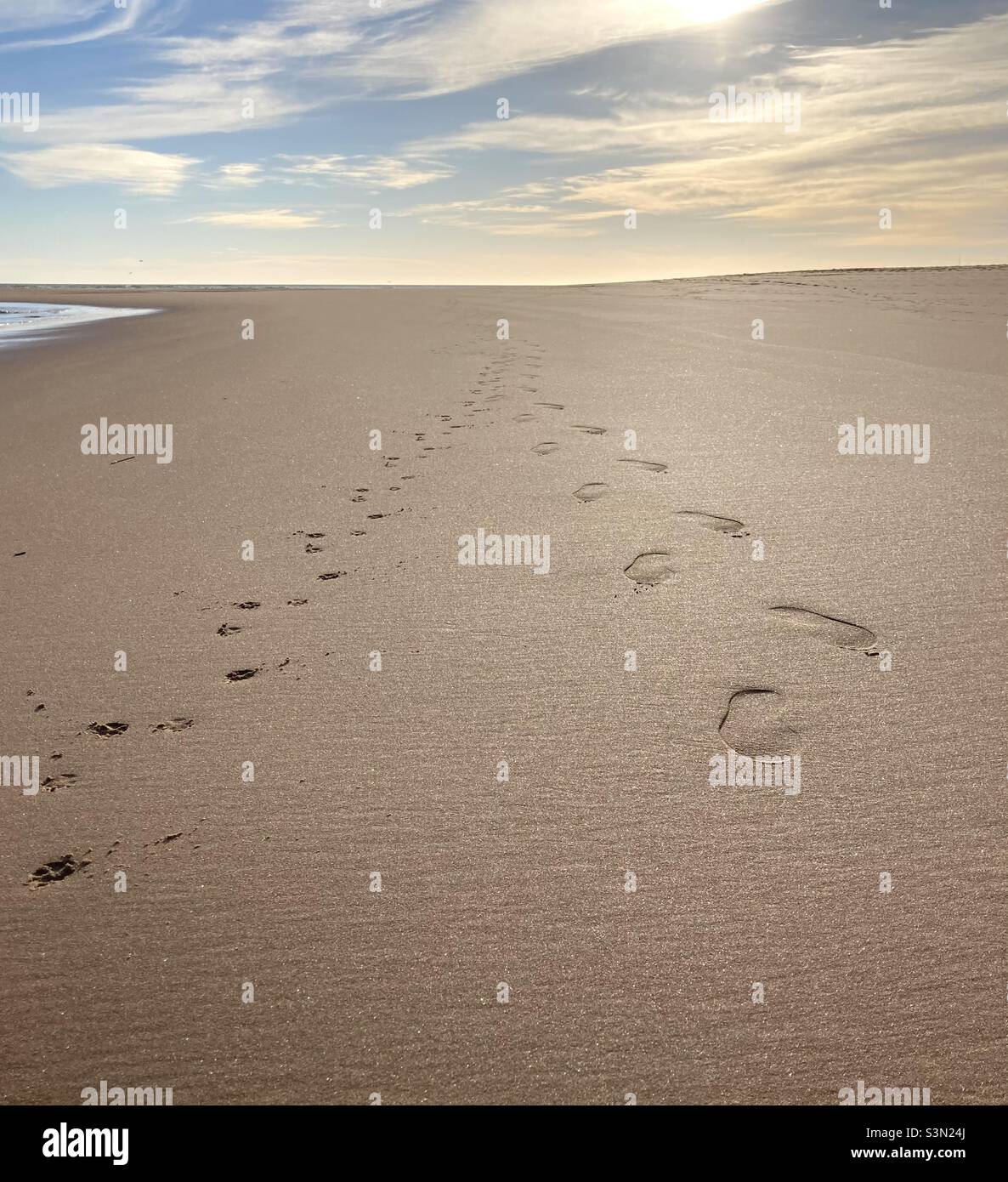 Footprints from a dog and their owner along the beach Stock Photo