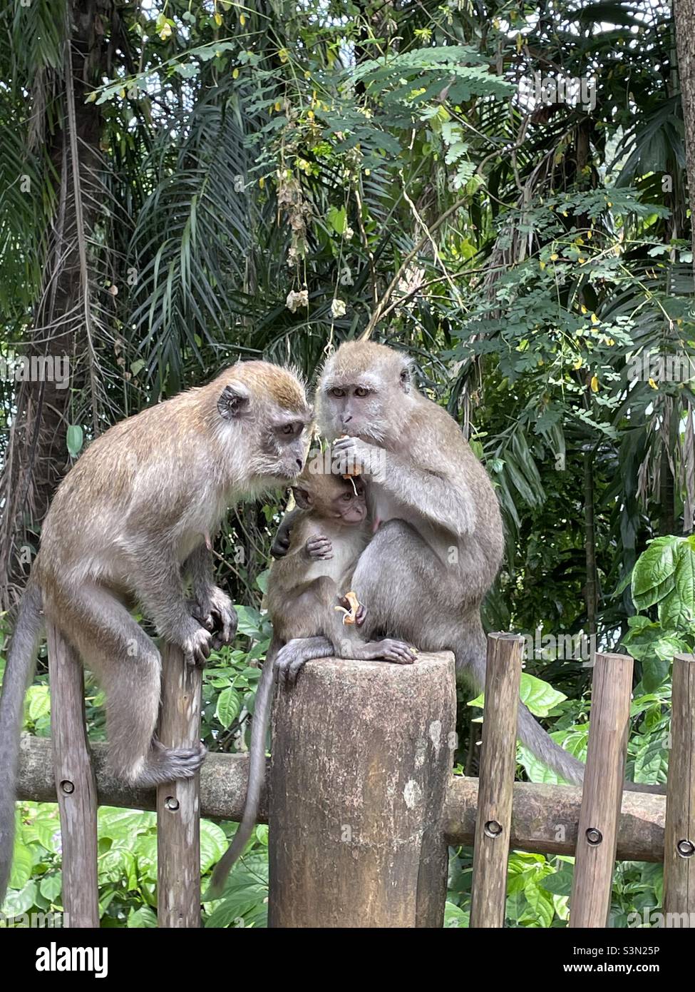 Monkey family Stock Photo