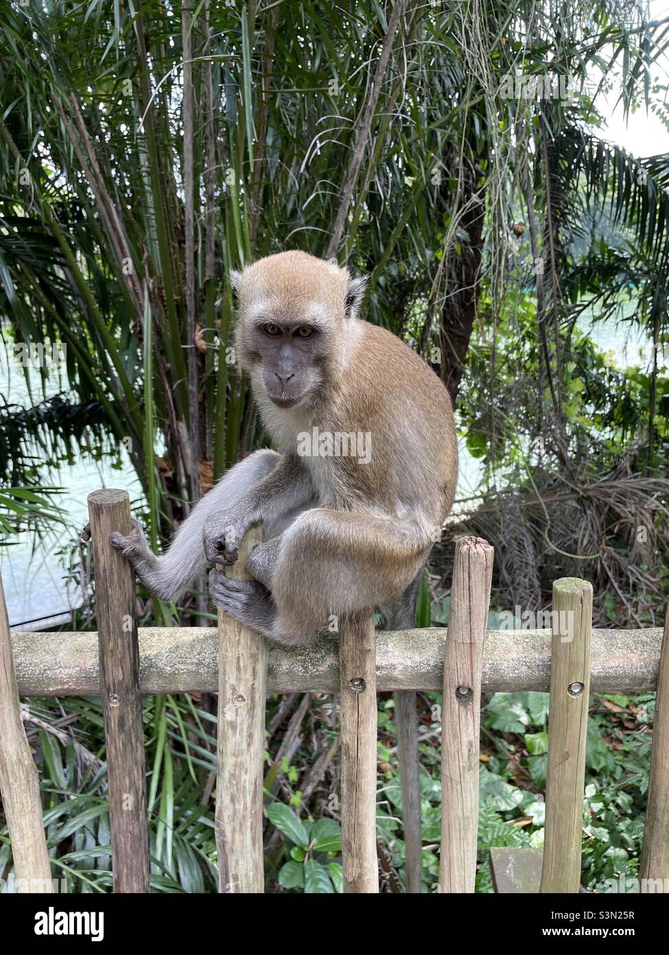 Monkey on a fence Stock Photo