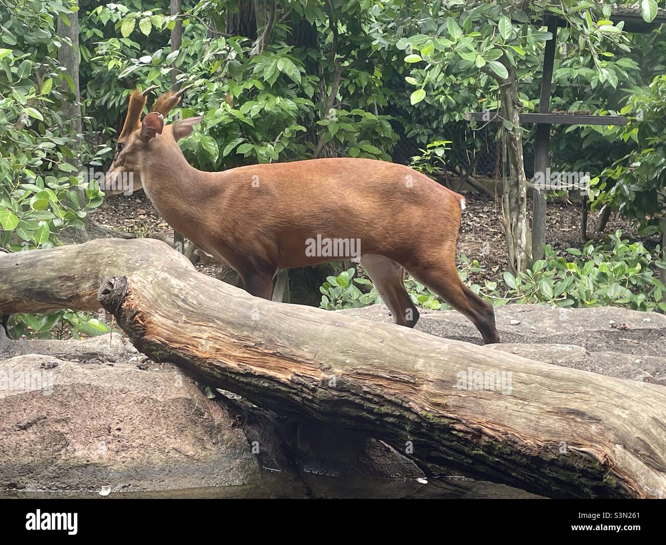 Antelope in a zoo Stock Photo