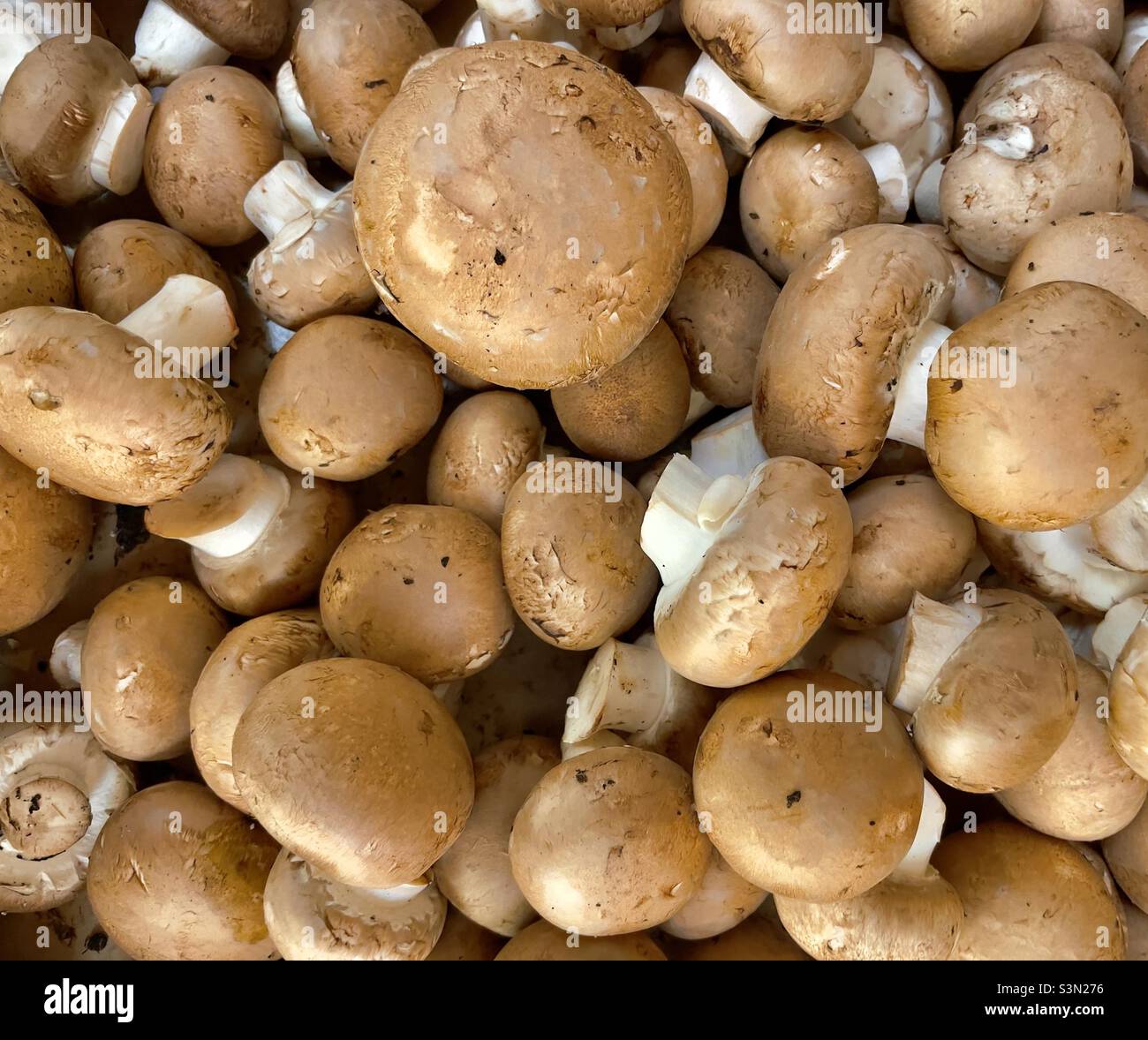 Chestnut mushrooms on sale in Worcestershire farm shop - Smartphone Captured Stock Image