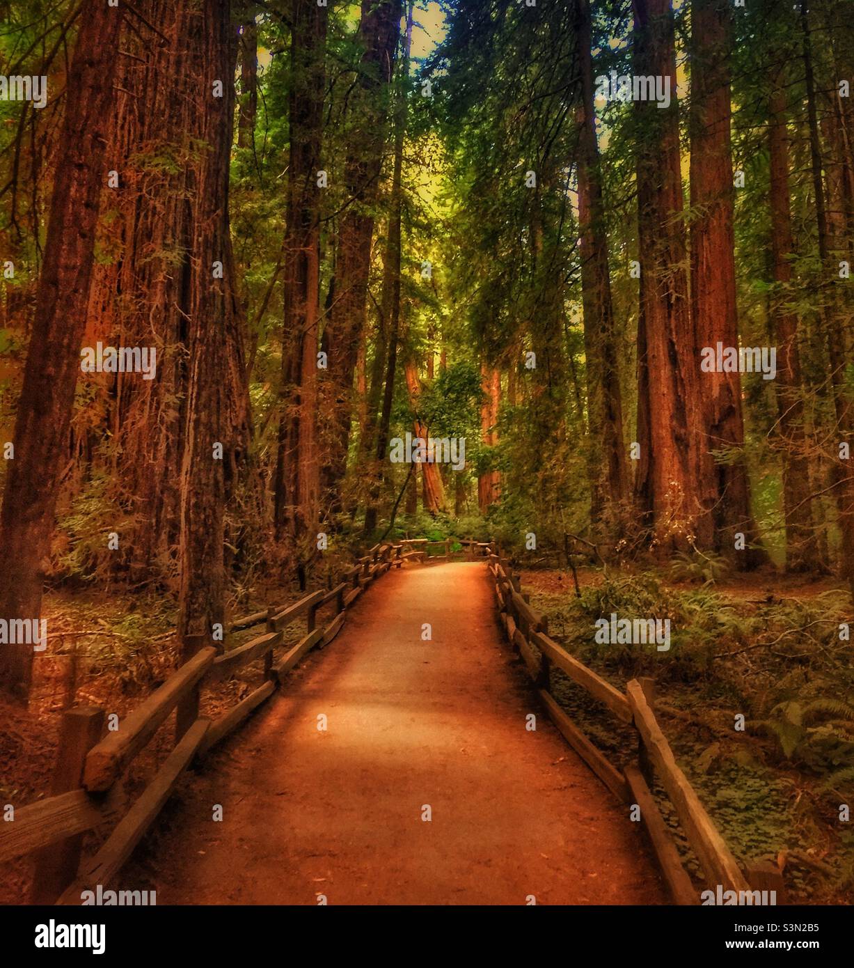 A Walk in Muir Woods, California Stock Photo