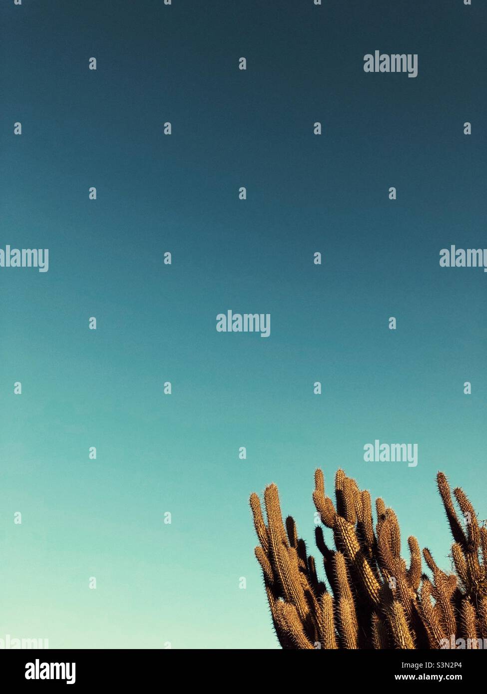 Cactus. Nature minimalism - Smartphone Captured Stock Image