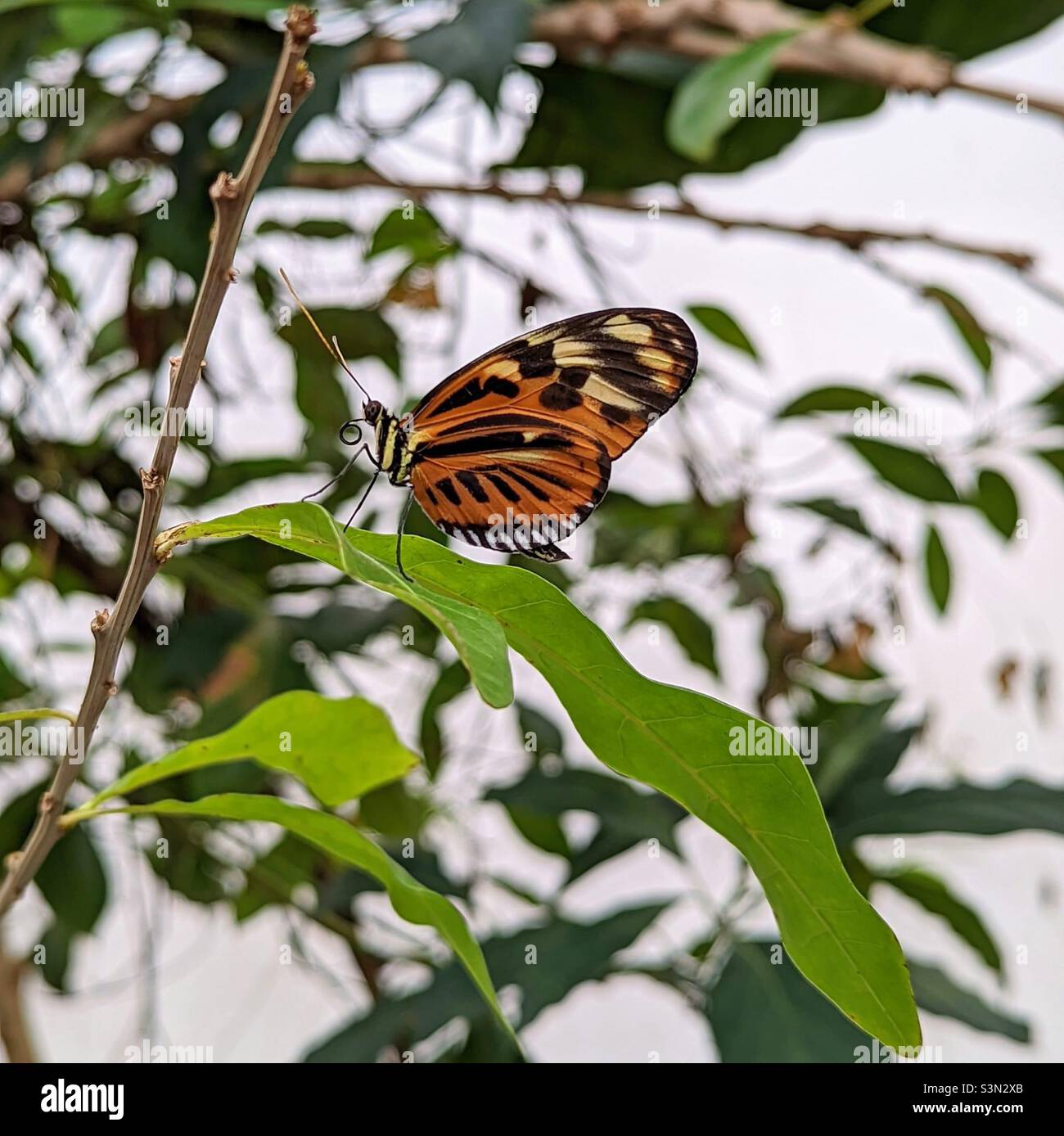 Danaus chrysippus, also known as the plain tiger, African queen, or African monarch, is a medium-sized butterfly widespread in Asia, Australia and Africa. Stock Photo