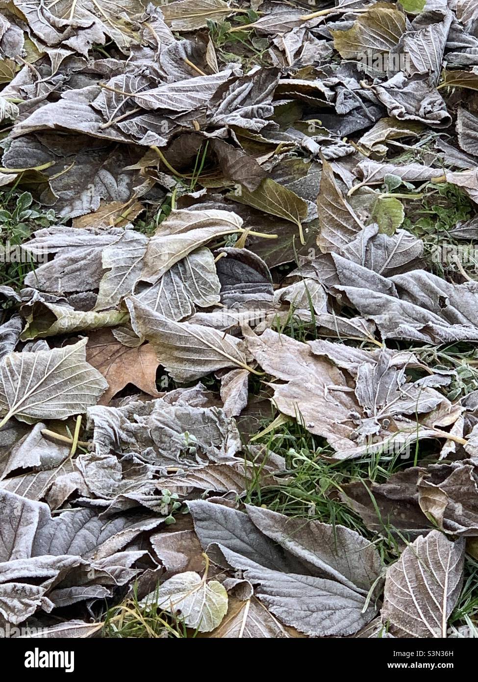 Morning frost on fallen leaves. Stock Photo