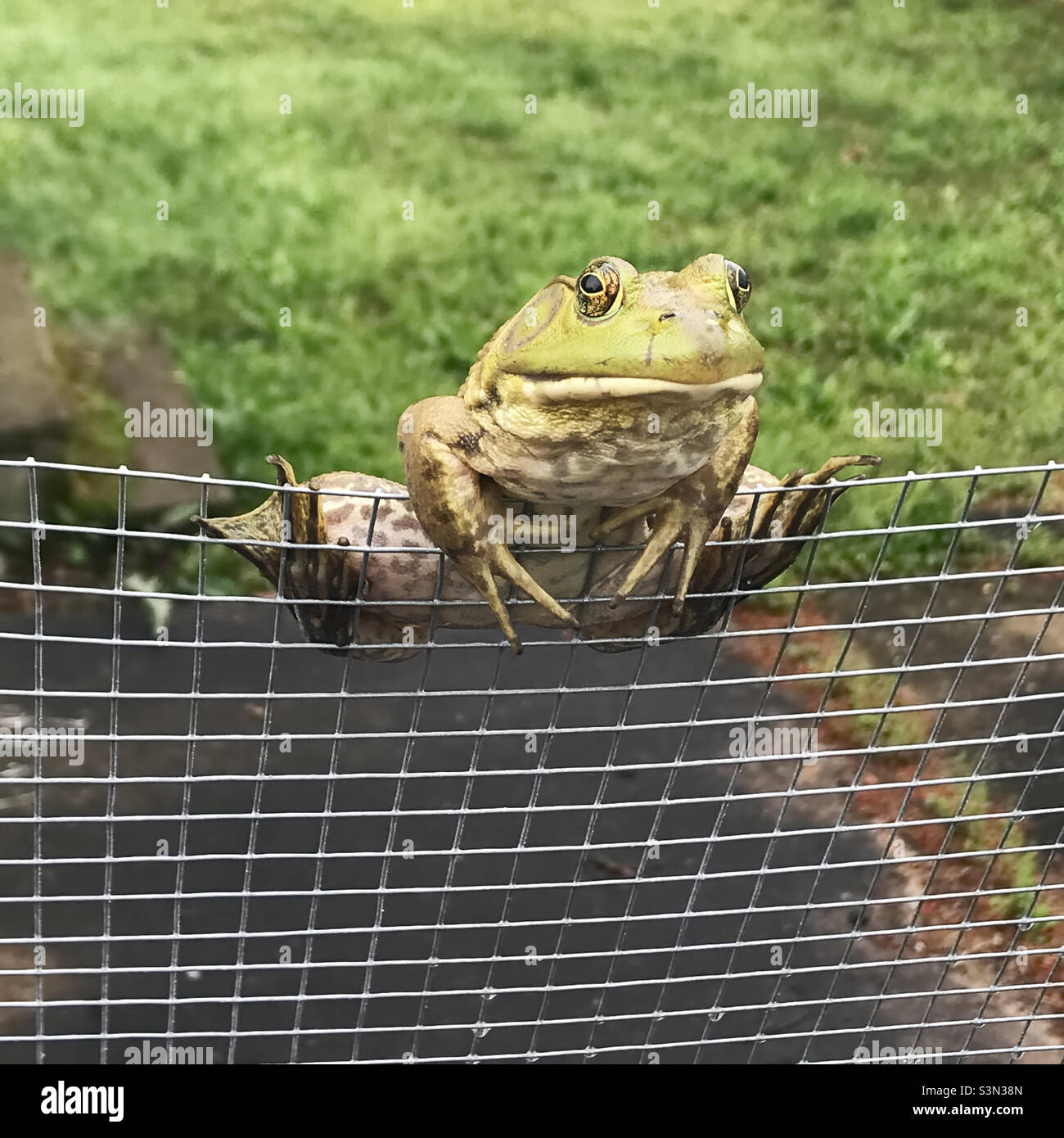 One male American bullfrog is perched on a chain link fence and looking at the camera. Stock Photo