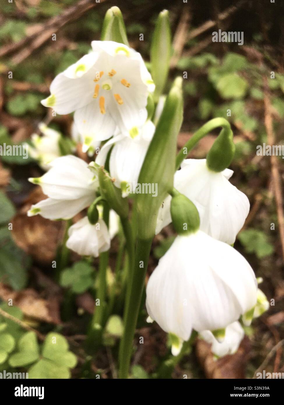 Snowdrops, snowdrop, garden, green, white, spring Stock Photo