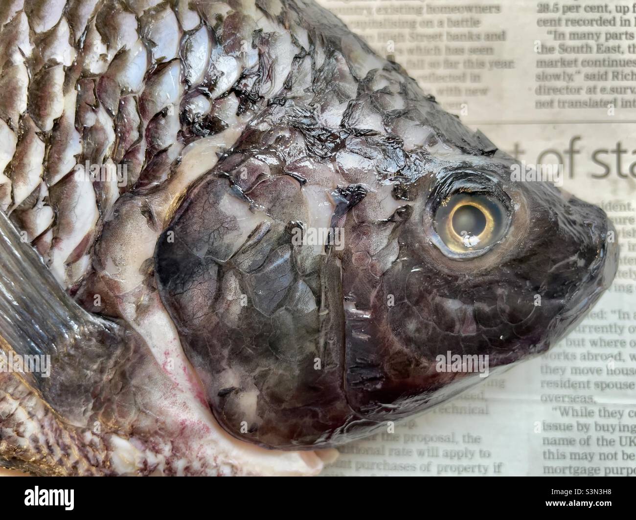 The head of a tilapia fish against a background of newsprint Stock Photo Alamy