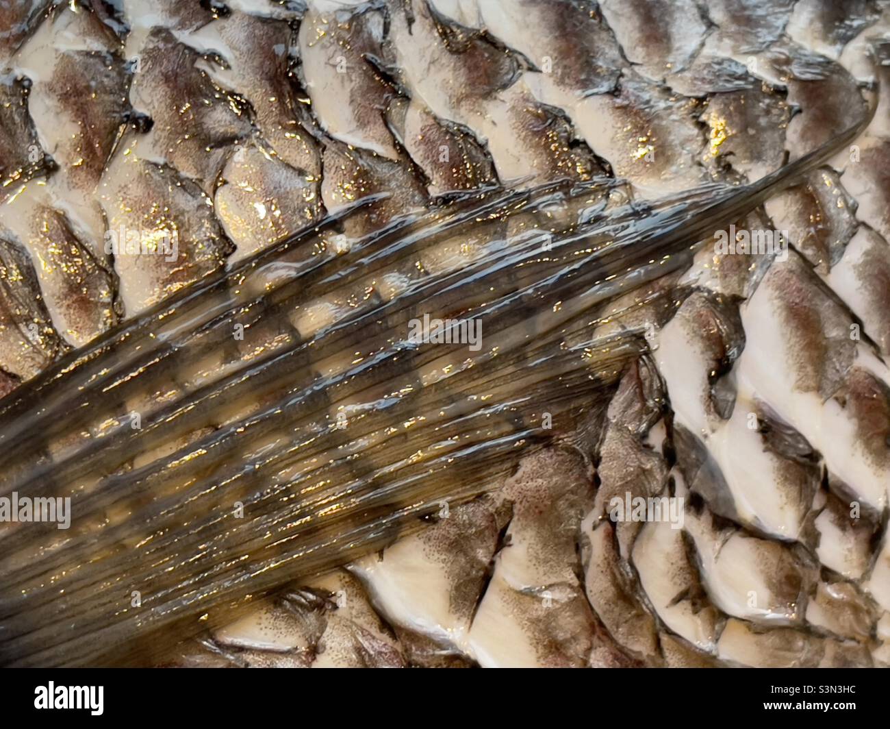 The fin and scales of a dead tilapia fish in close up - Smartphone Captured Stock Image