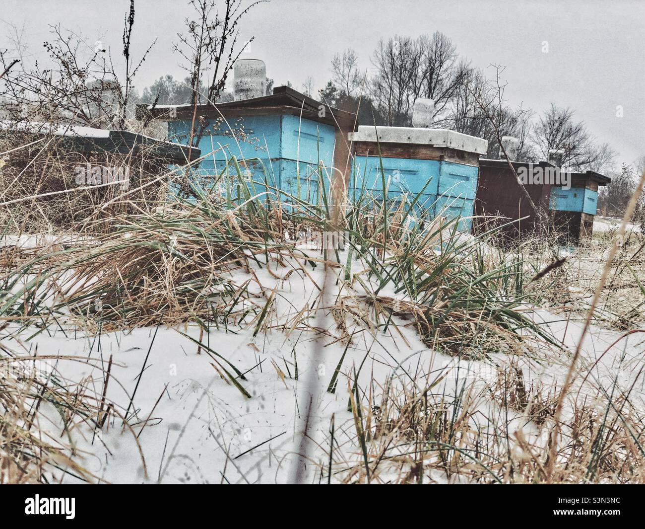 Honey bee supers in North Carolina snow- January - Smartphone Captured Stock Image