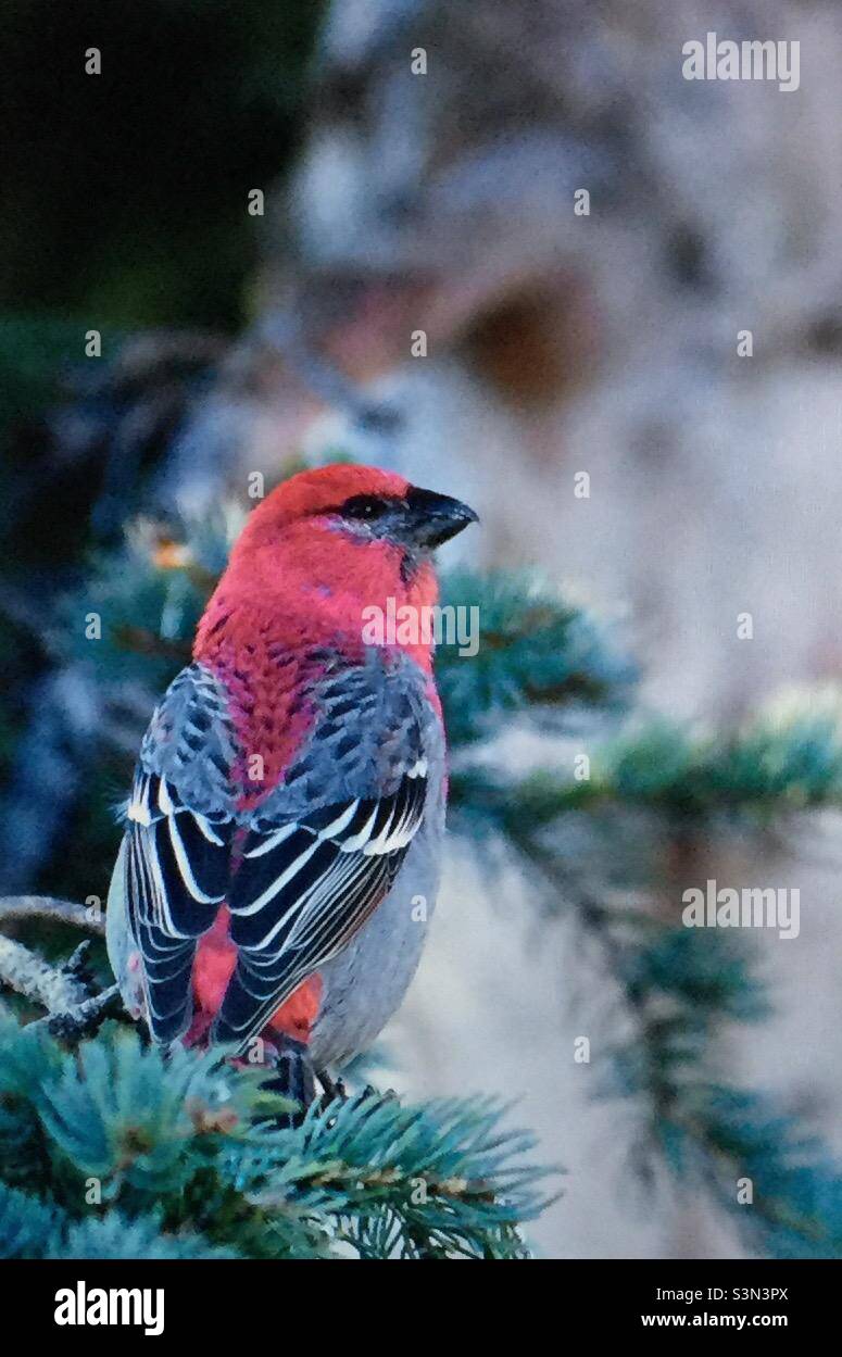 Pine Grosbeak, Pinicola enucleator, Birds of North America, bird, wildlife, pink, red, black, grey, forest, pine trees, mountainous, Stock Photo