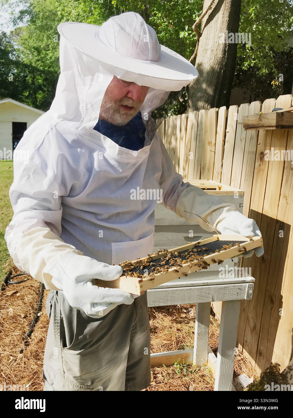 Backyard beekeeping. A beekeeper is handling Italian honeybees. Stock Photo