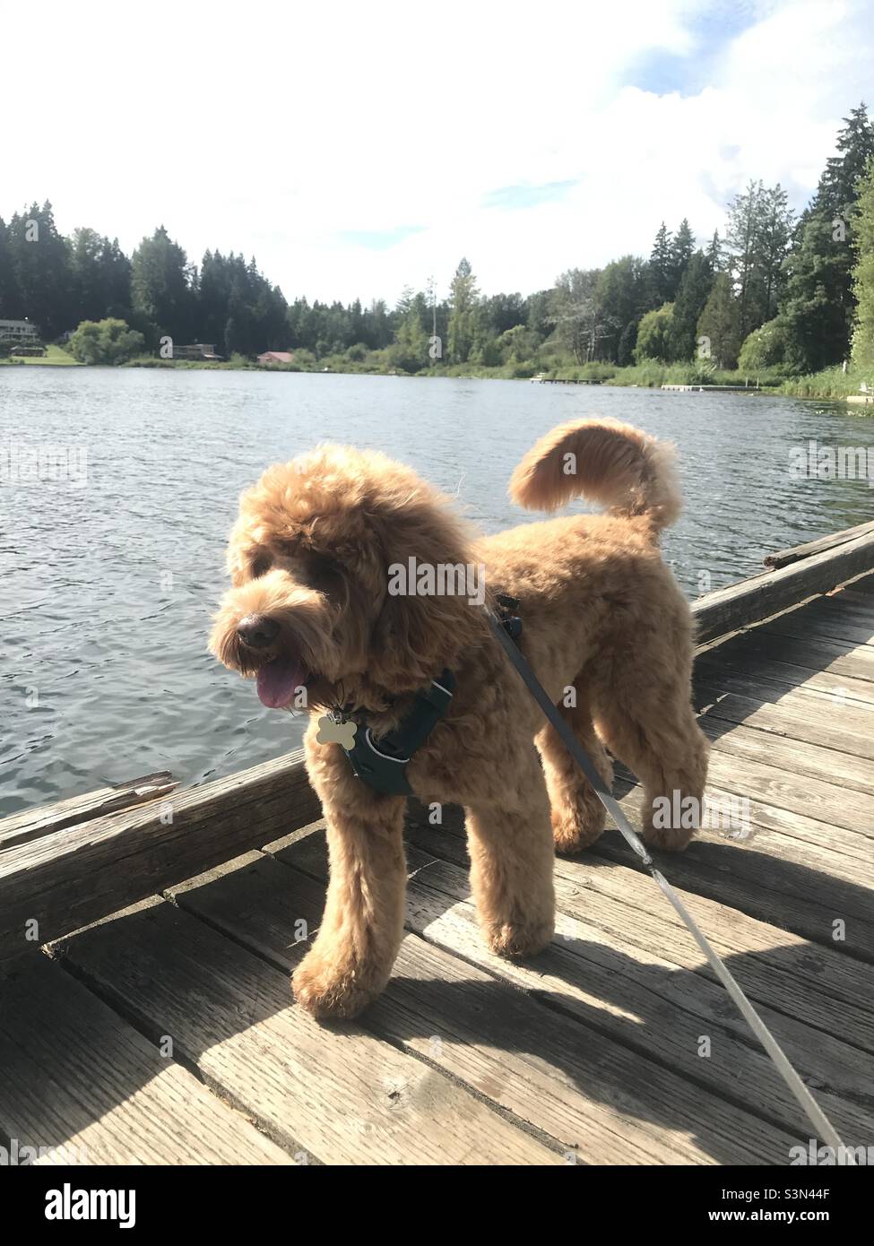 Puffy Australian Labradoodle dog walks on dock by lake on sunny day in