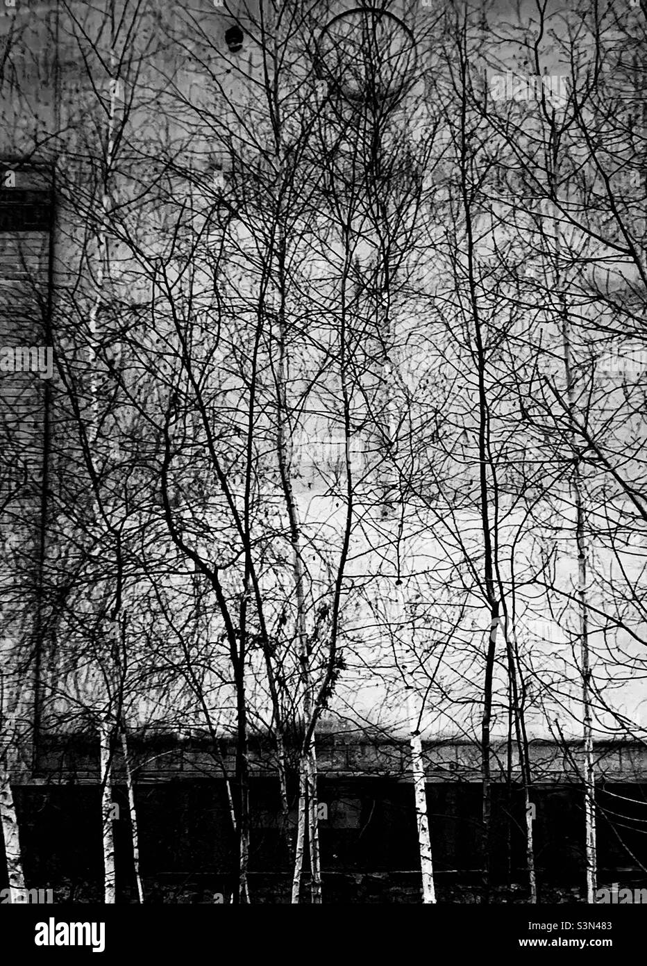 White trees hi-res stock photography and images - Alamy