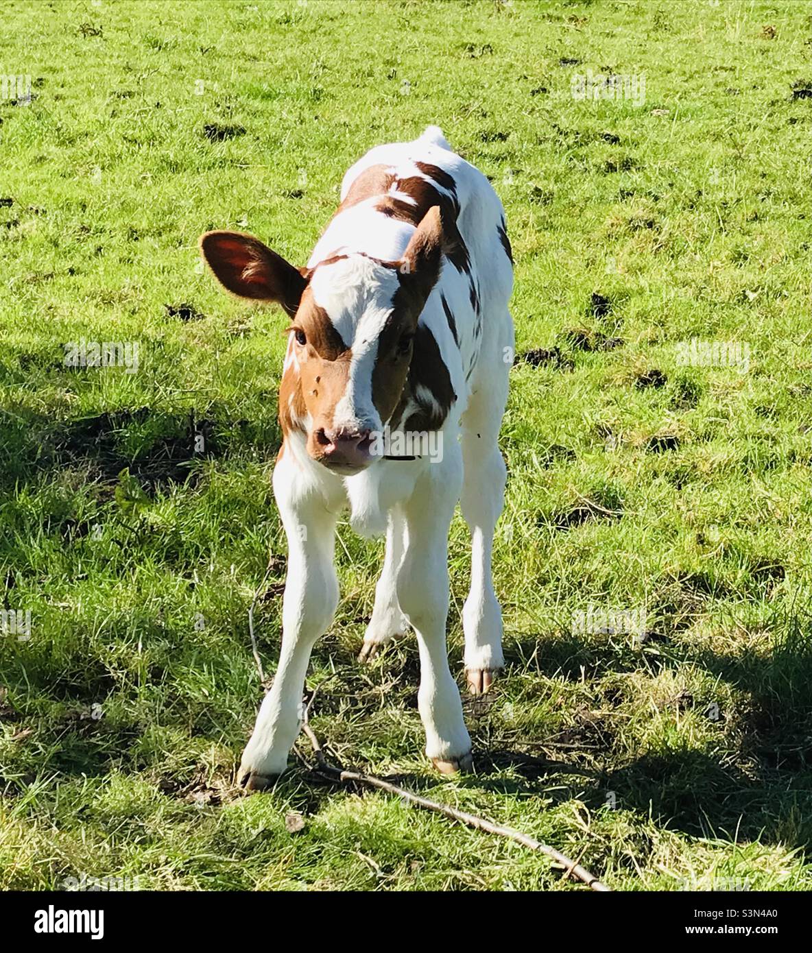 Cute white and brown baby cow looking at camera - Smartphone Captured Stock Image