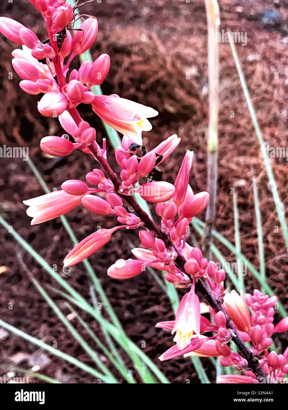 A beautiful red and yellow colored hesperaloe parviflora flowering plant. Digital art. Stock Photo