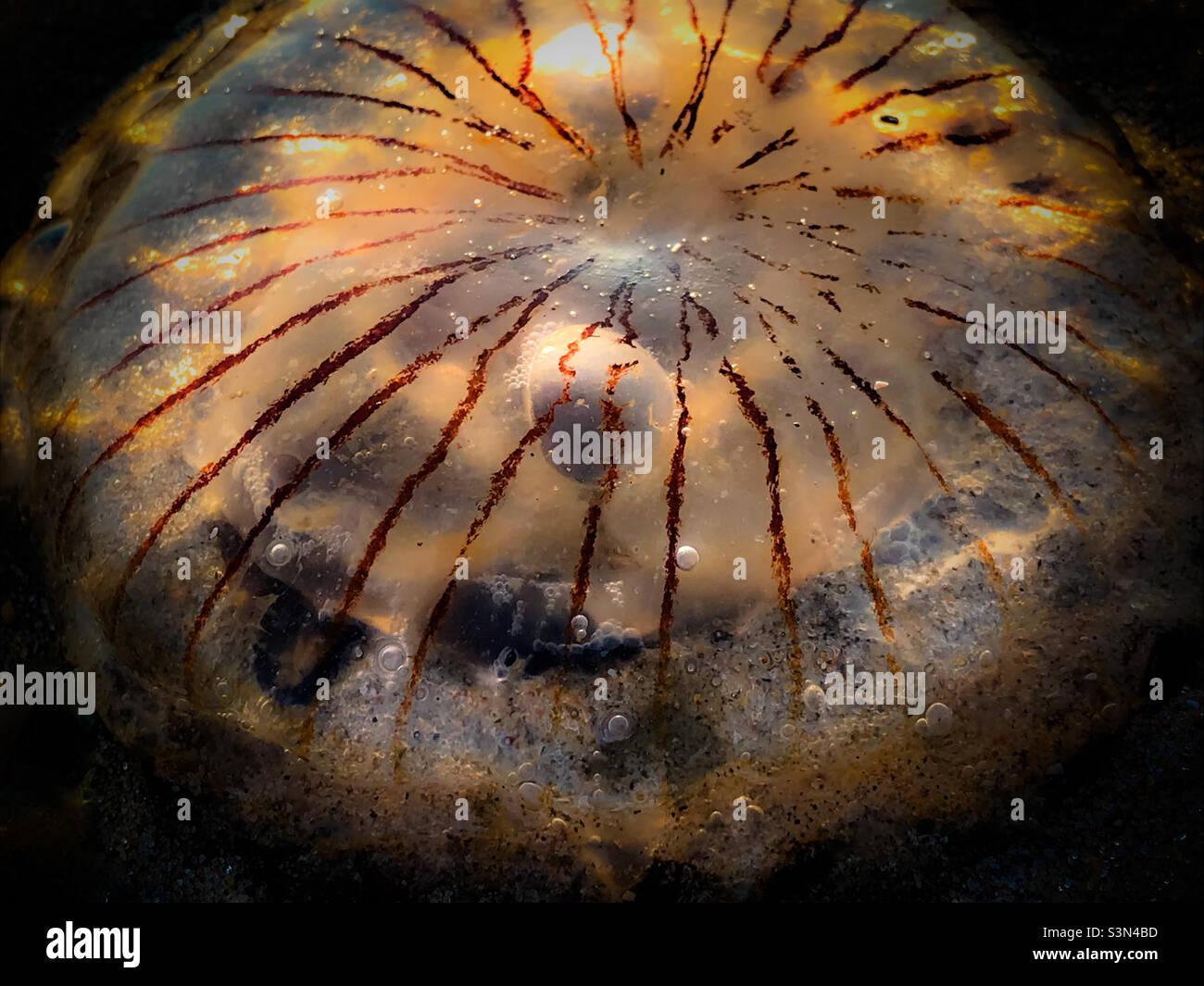 Close-up of a Jellyfish - Smartphone Captured Stock Image