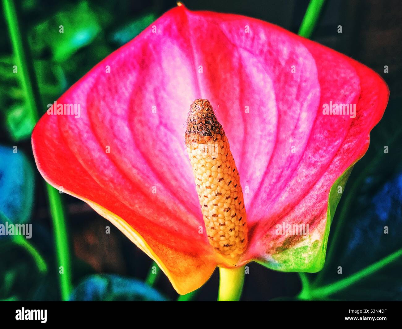 Pretty flower blossom of anthurium - Smartphone Captured Stock Image
