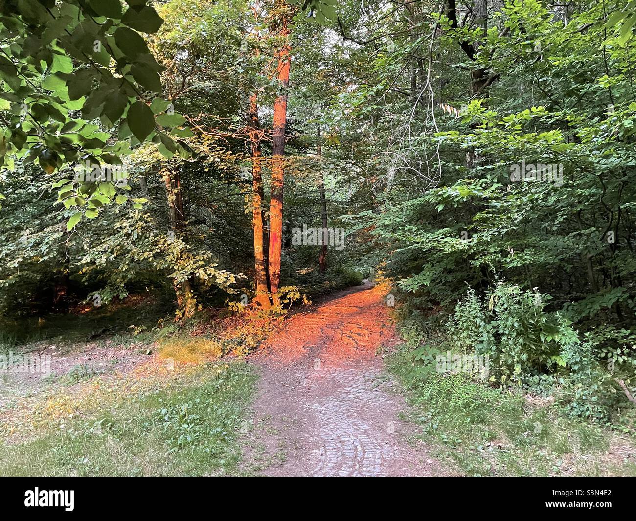 Sunray in woods Stock Photo