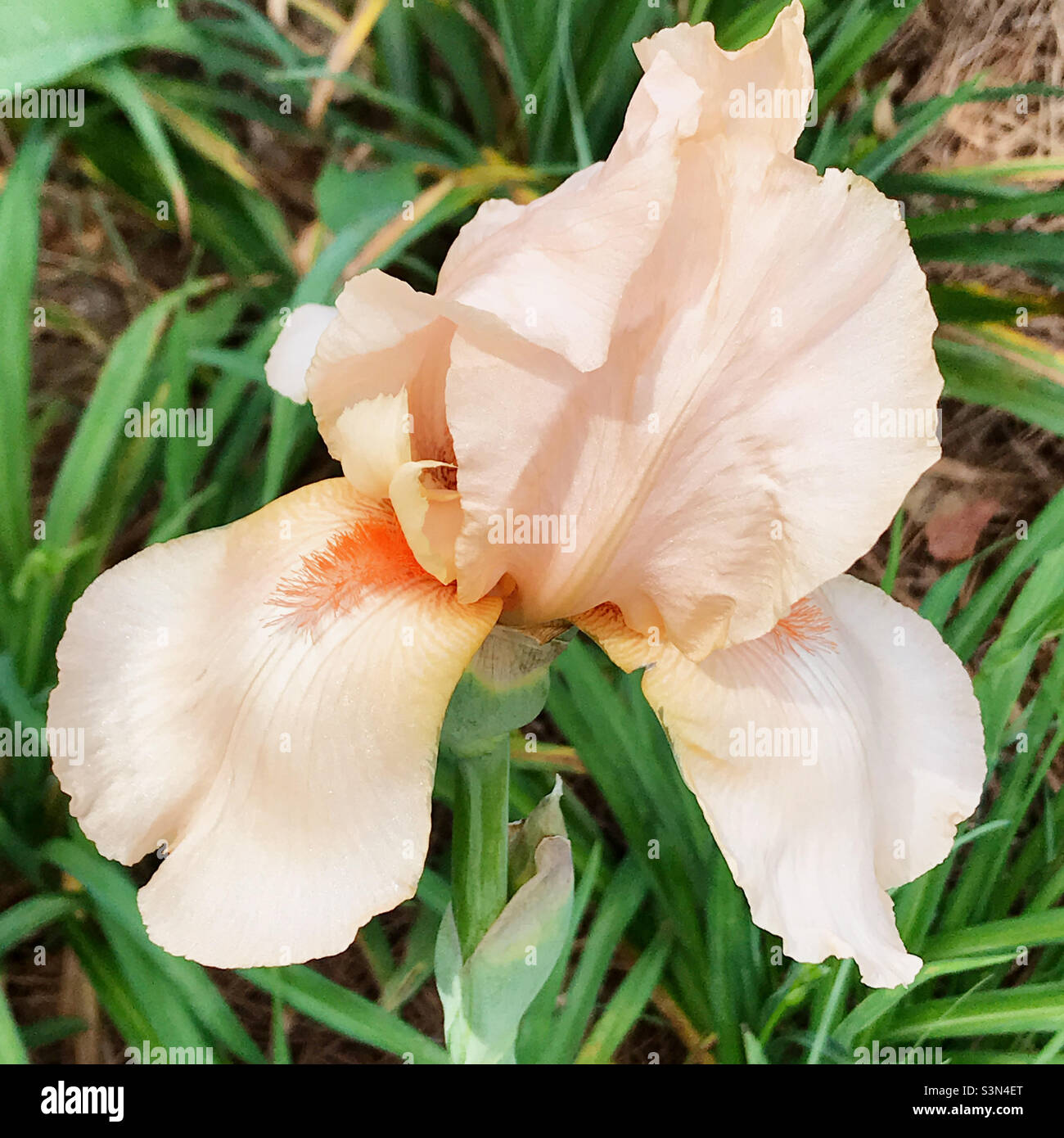 Peach colored bearded Iris flower blossom. Stock Photo