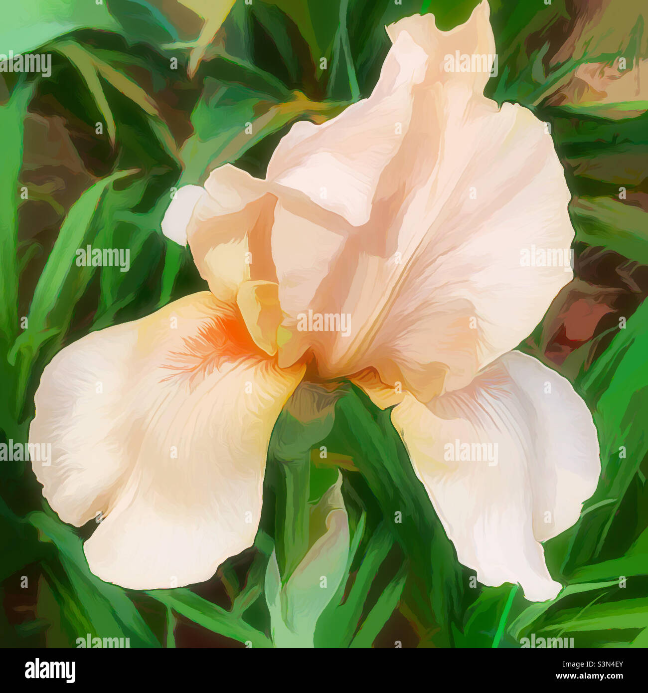 Peach colored bearded Iris flower blossom. Digital art. Stock Photo